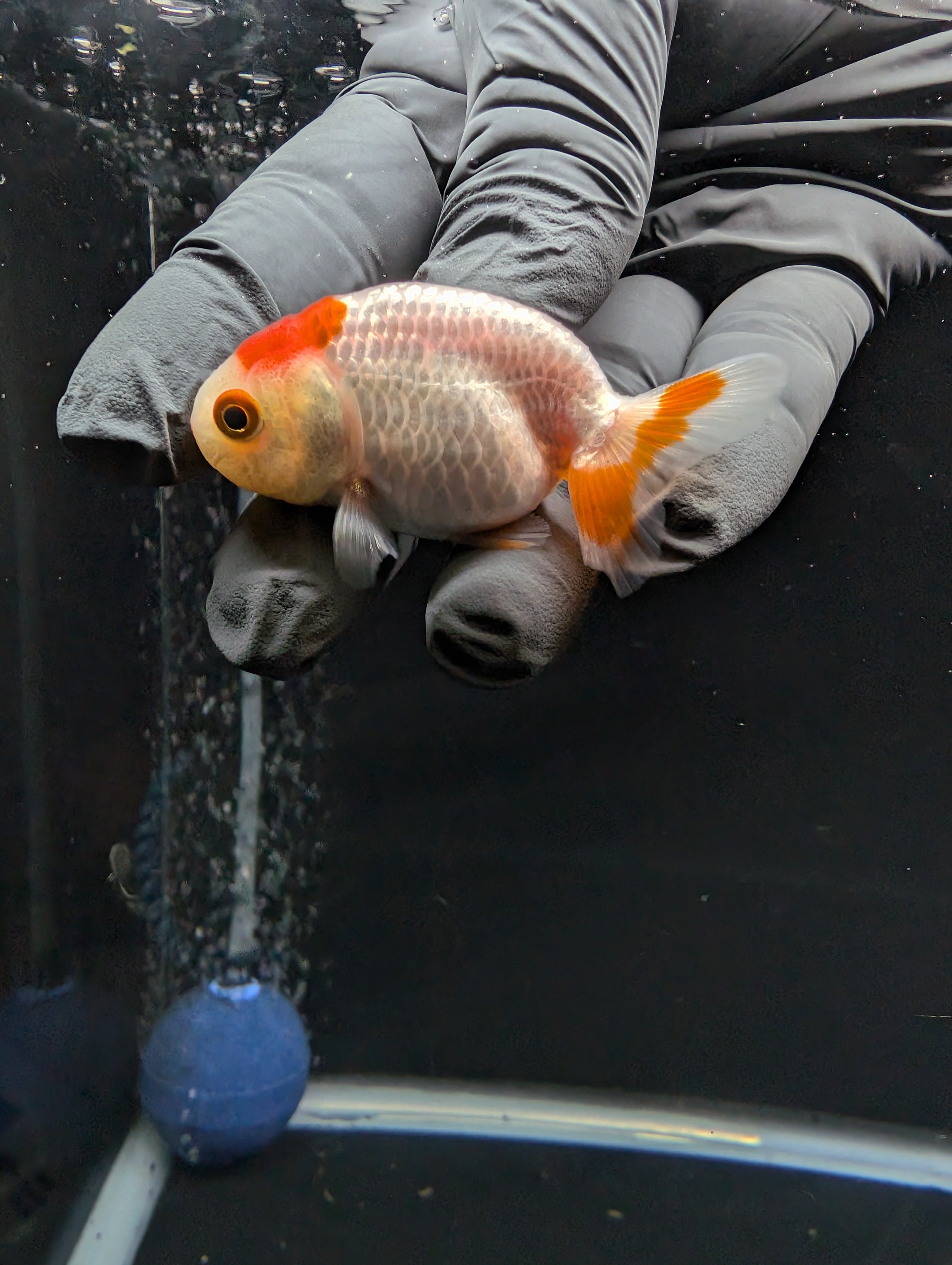 Baby Ranchu Red White 2.5"-3" in. ID#612R4A-084