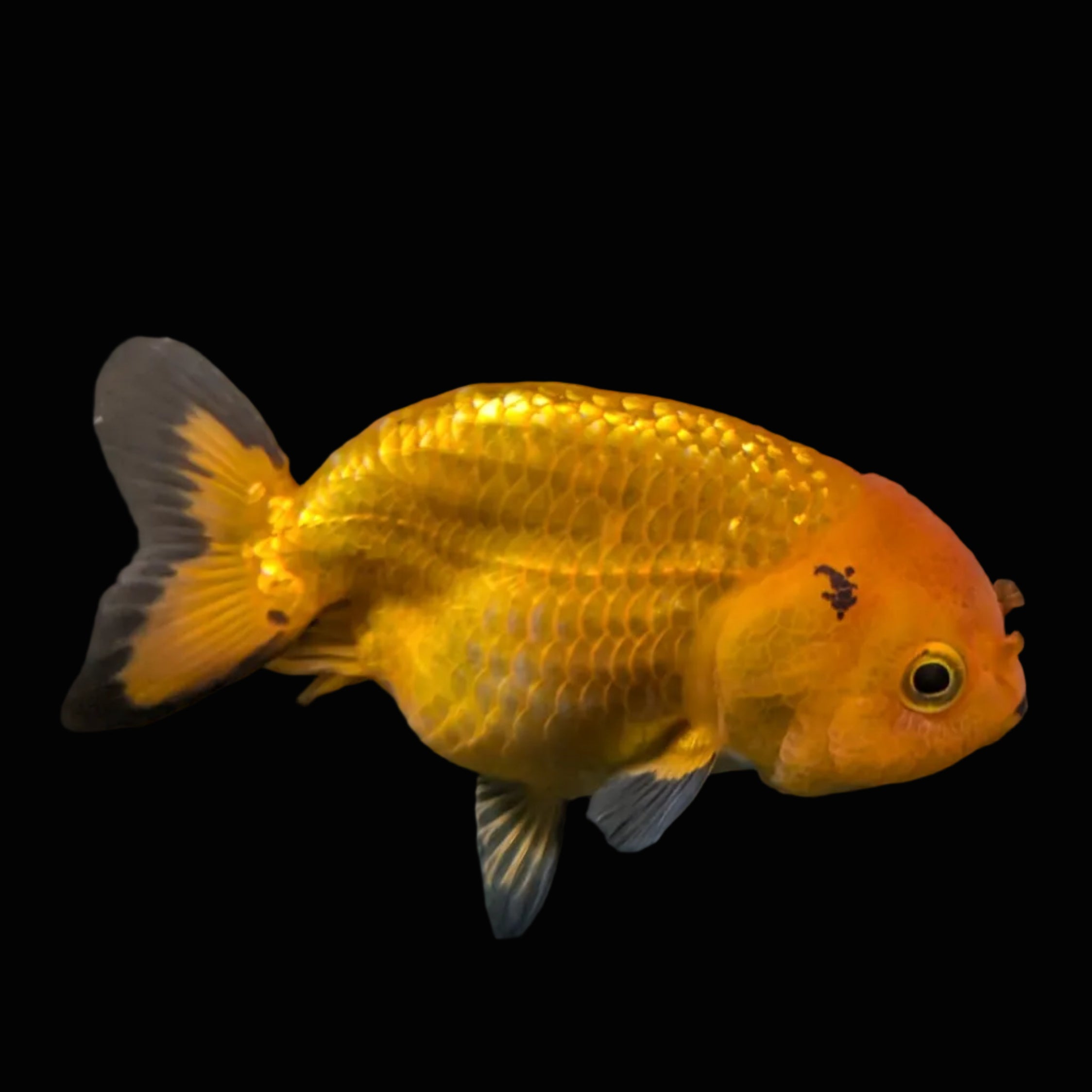 Ranchu Red Black 4"-4.5"in. ID#821R4A-056