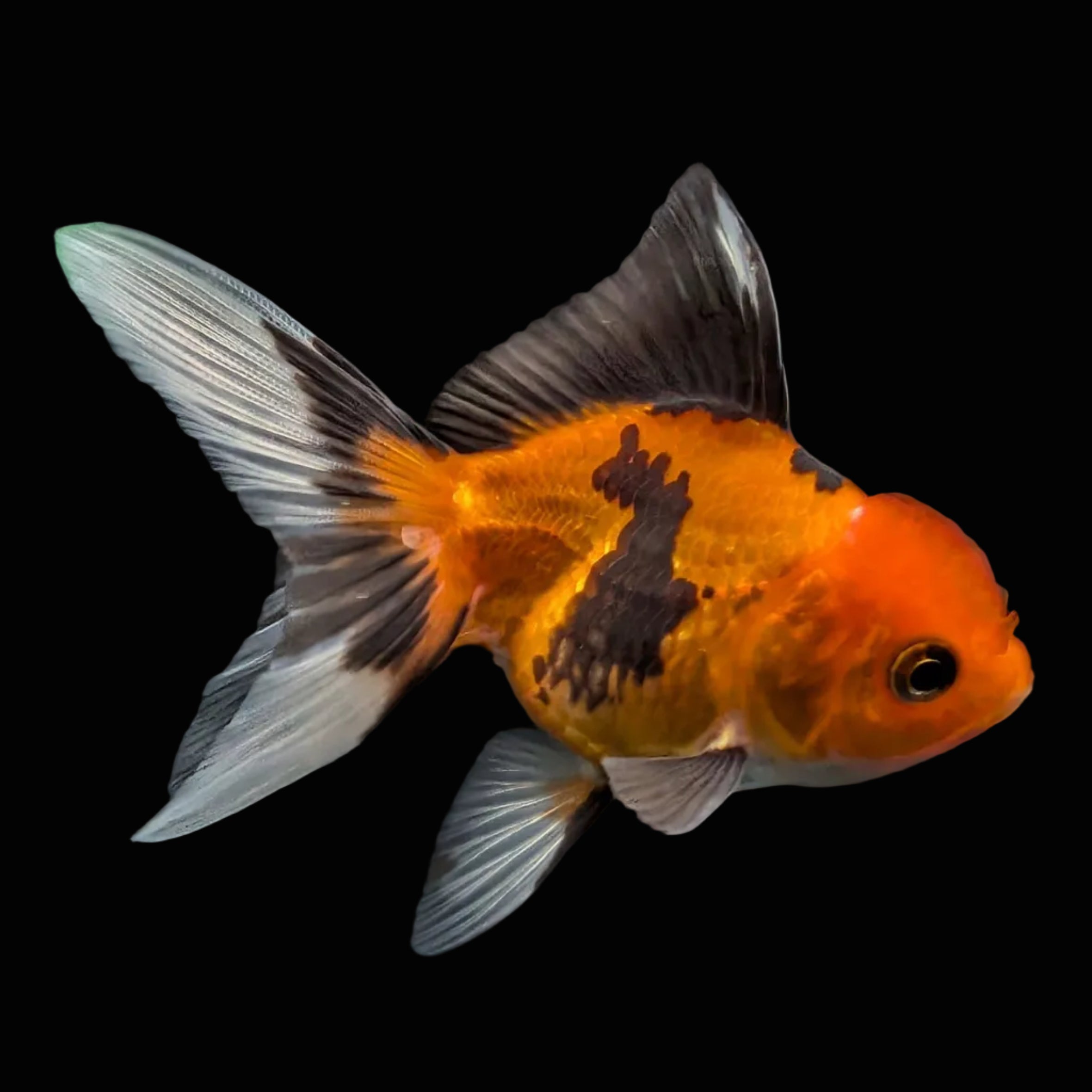 Thai Juvenile Oranda Tricolor 3"-3.5" in.  ID#703T1A-0010