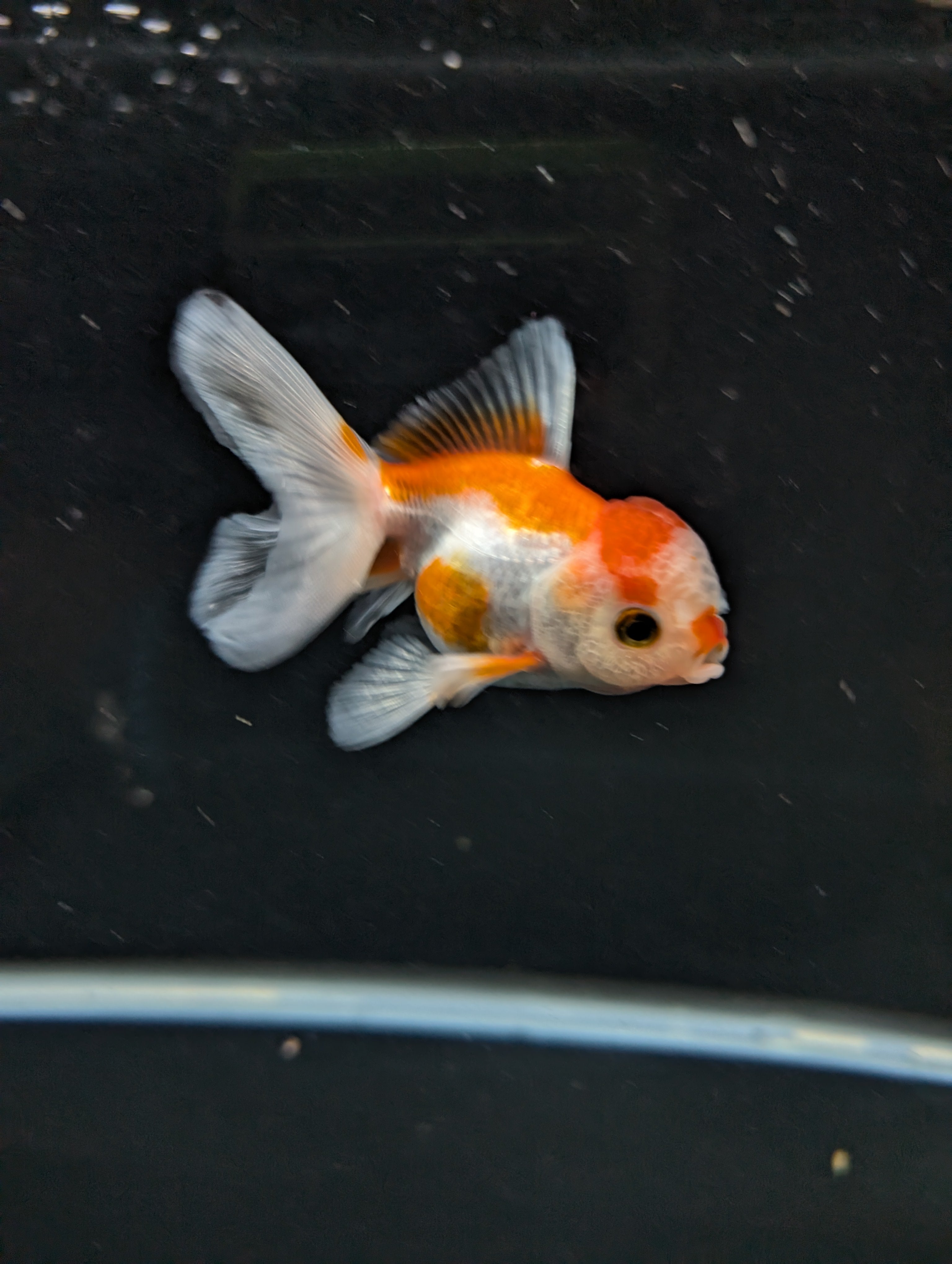 Juvenile Oranda  Red White 3"-3.5"in.  ID#619T1A-010