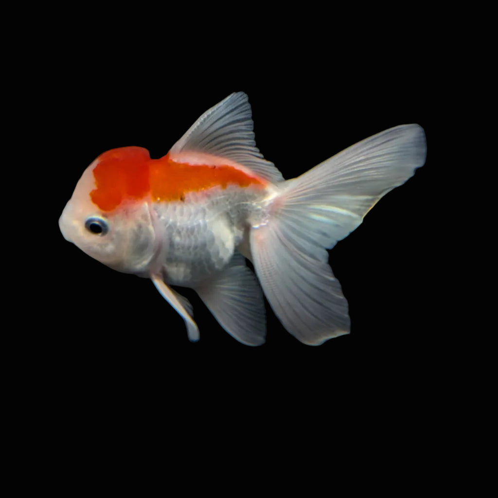 Juvenile Oranda Tricolor 3.5"-4" in.  ID#417T7A-001