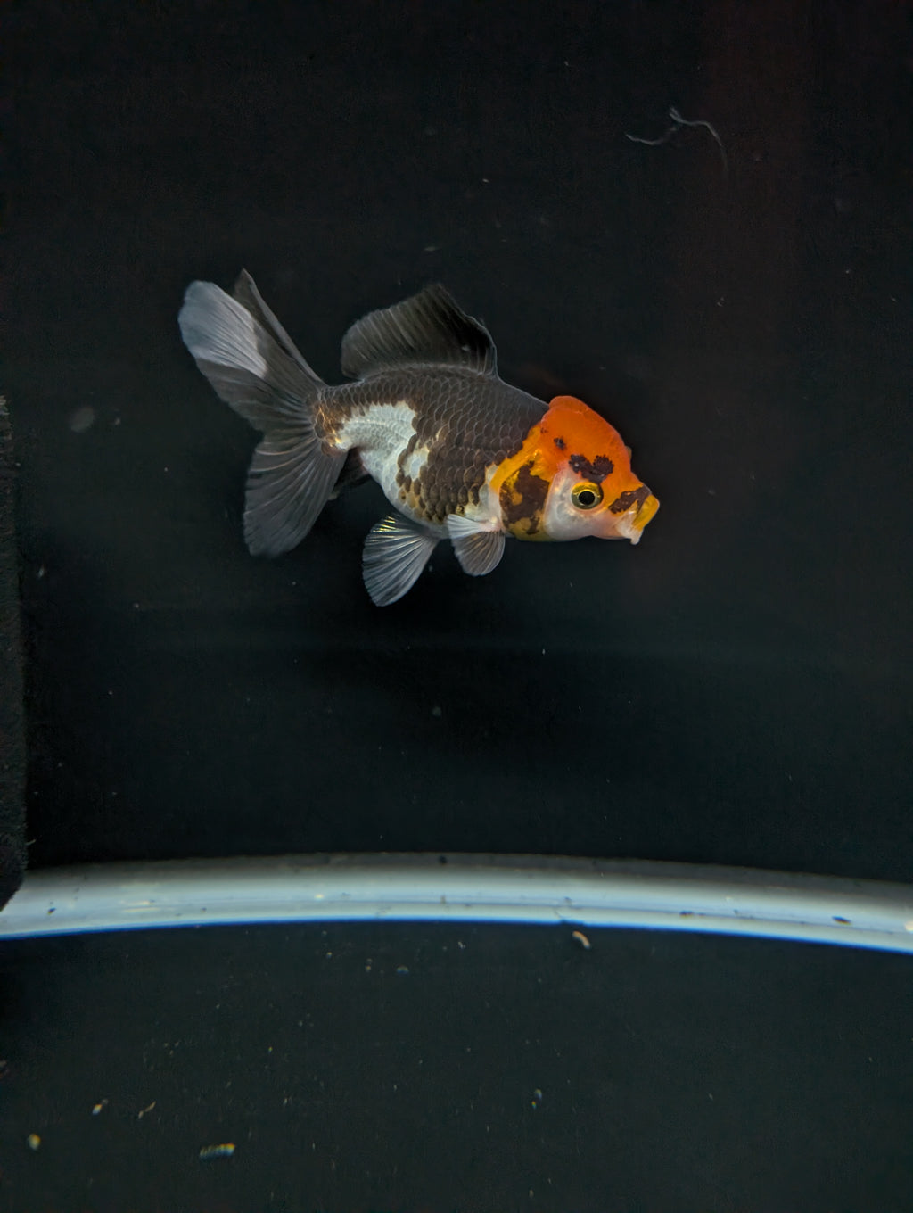 Juvenile Oranda Tricolor 3.5"-4" in.  ID#501T2A-004