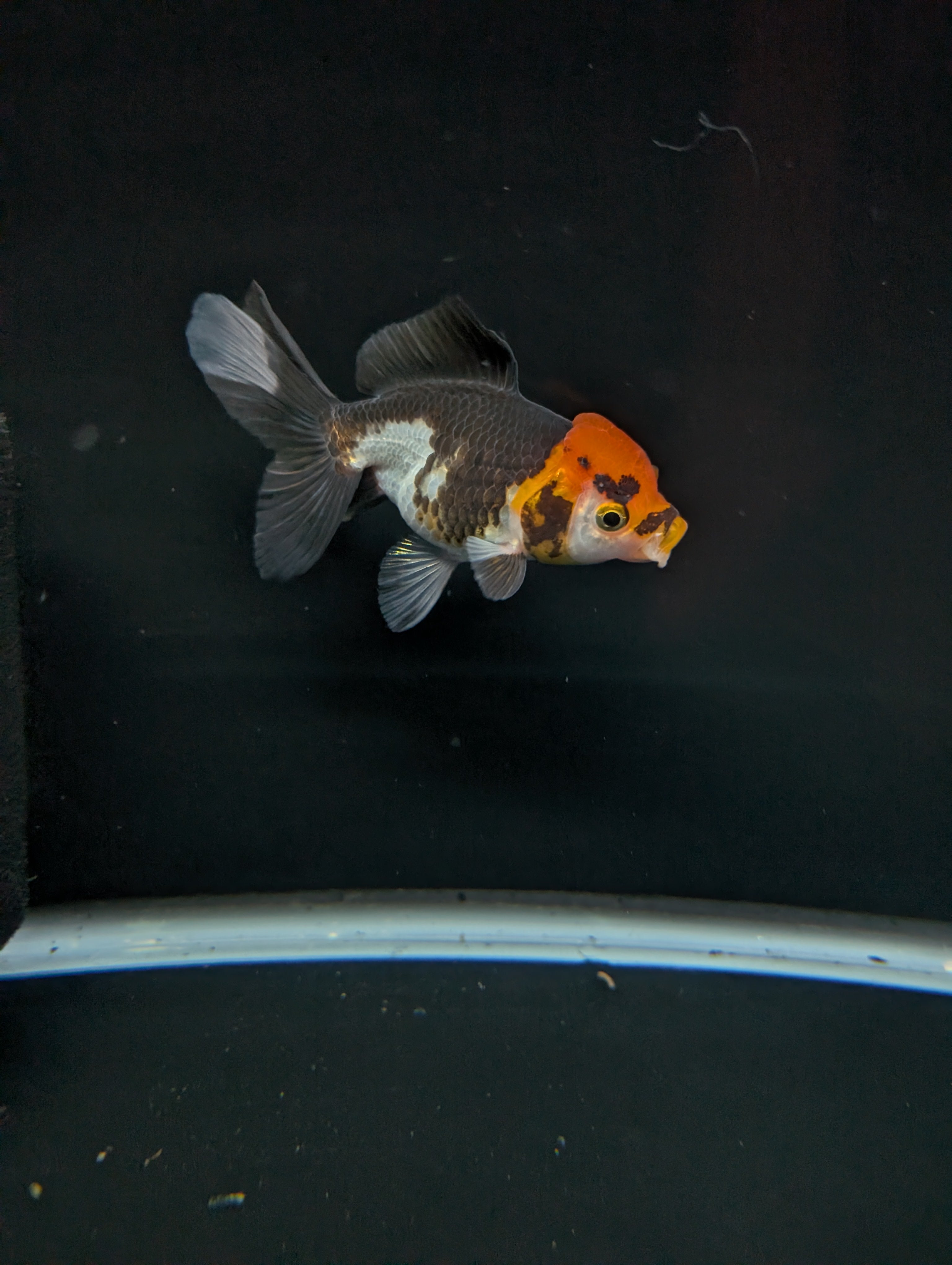 Juvenile Oranda Tricolor 3.5"-4" in.  ID#501T2A-004