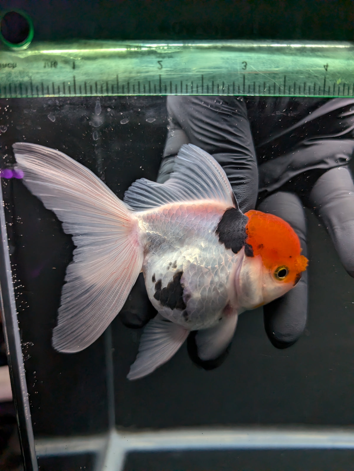 Thai Oranda Tricolor 4"-4.5"in.  ID#1016T1A-006