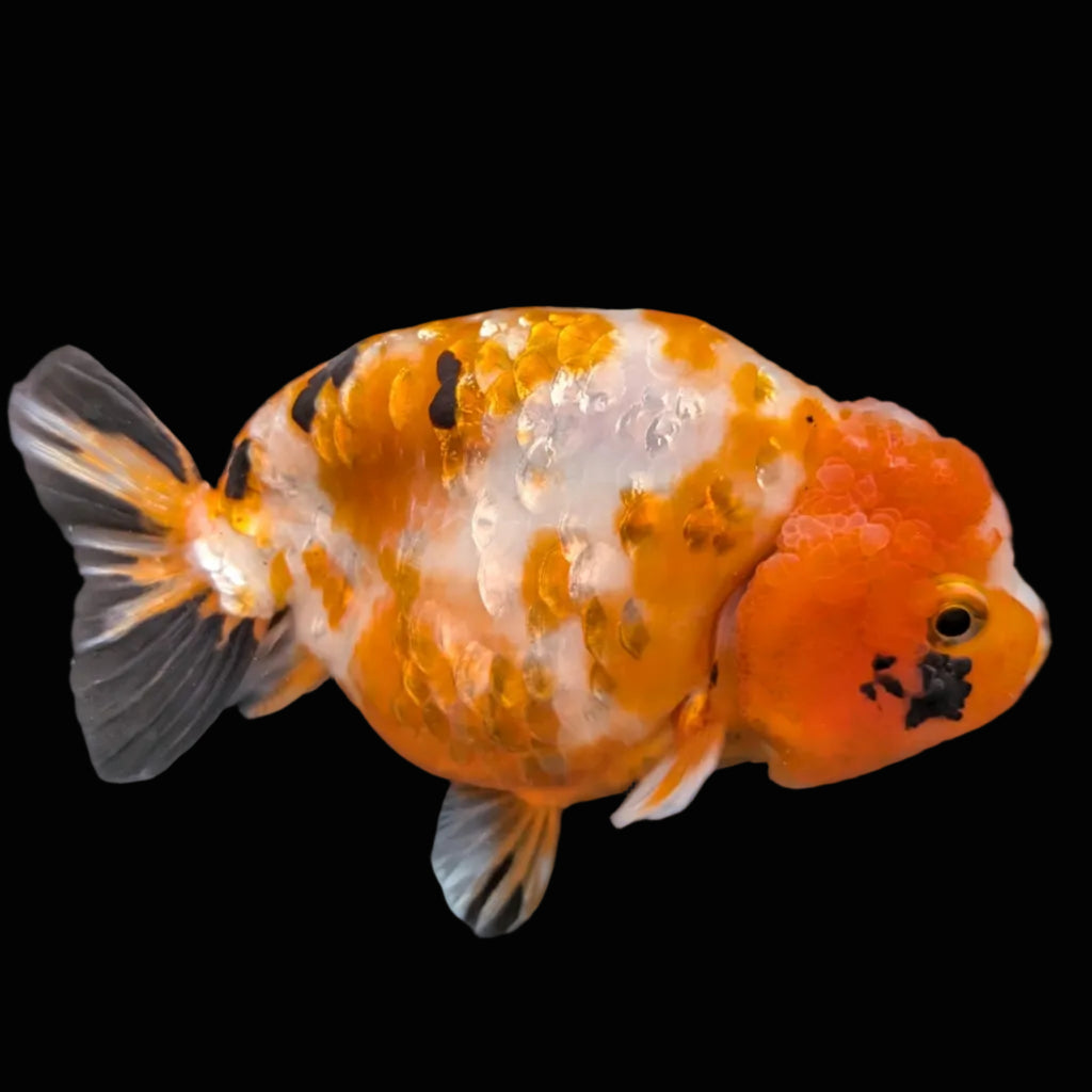 Jumbo Ranchu Sakura Calico 4.5"-5" in. ID#814R8A-026