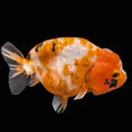 Jumbo Ranchu Sakura Calico 4.5"-5" in. ID#814R8A-026