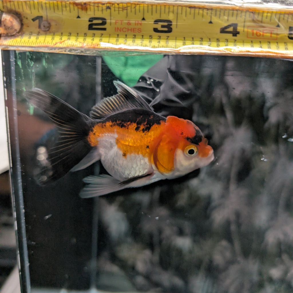Juvenile Oranda Tricolor 3.5"-4" in.  ID#320T13b-009