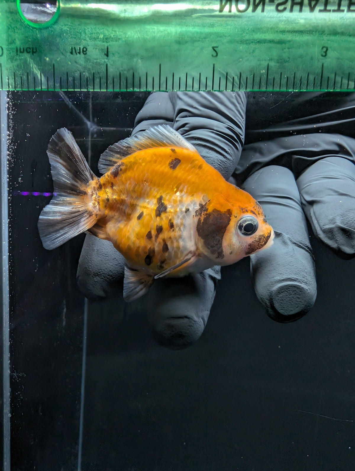 Baby Thai Shogun Oranda Calico 2"-2.5" in. ID#1016BSG11A-007