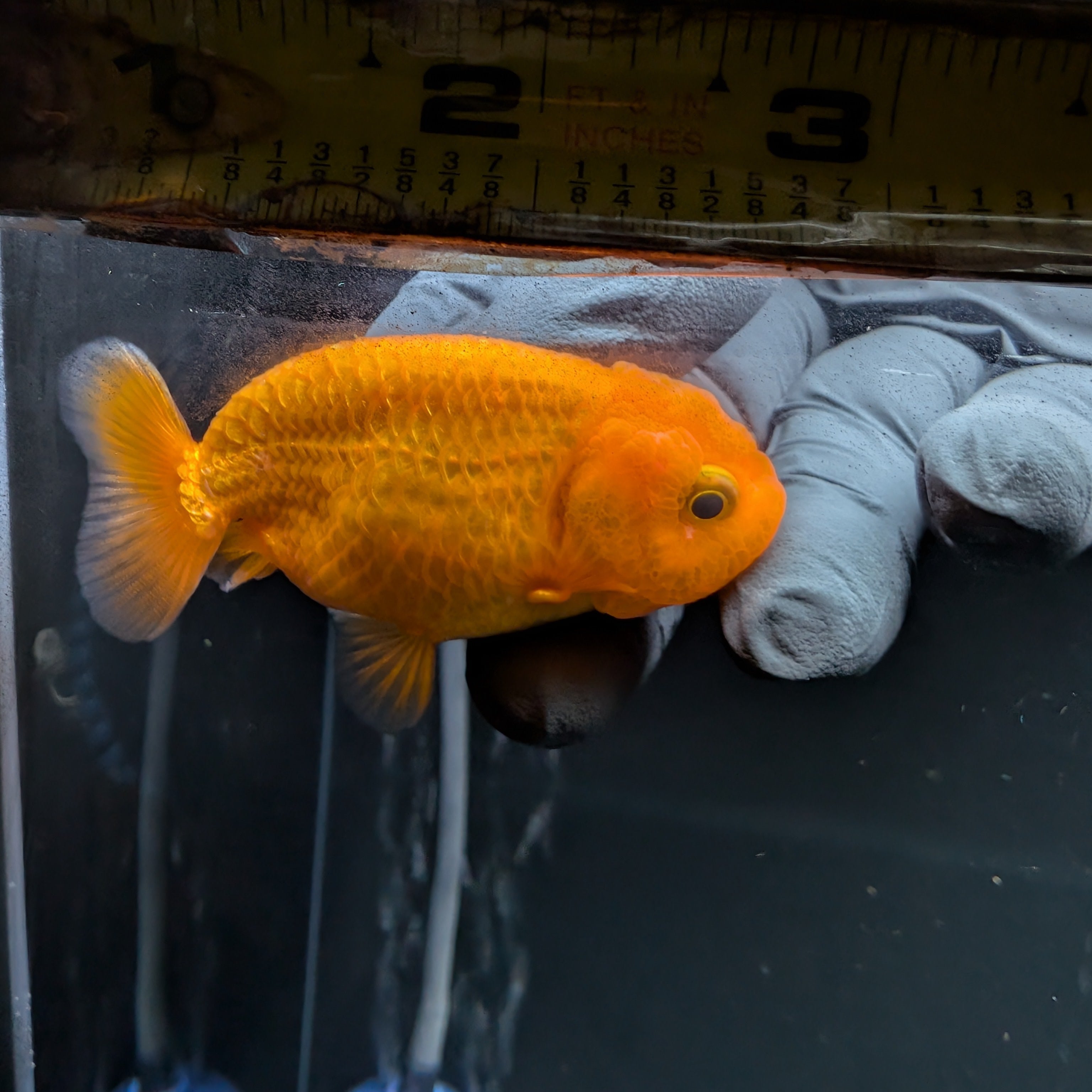 Baby Ranchu Red White 2.5"-3" in. ID#522R4A-004