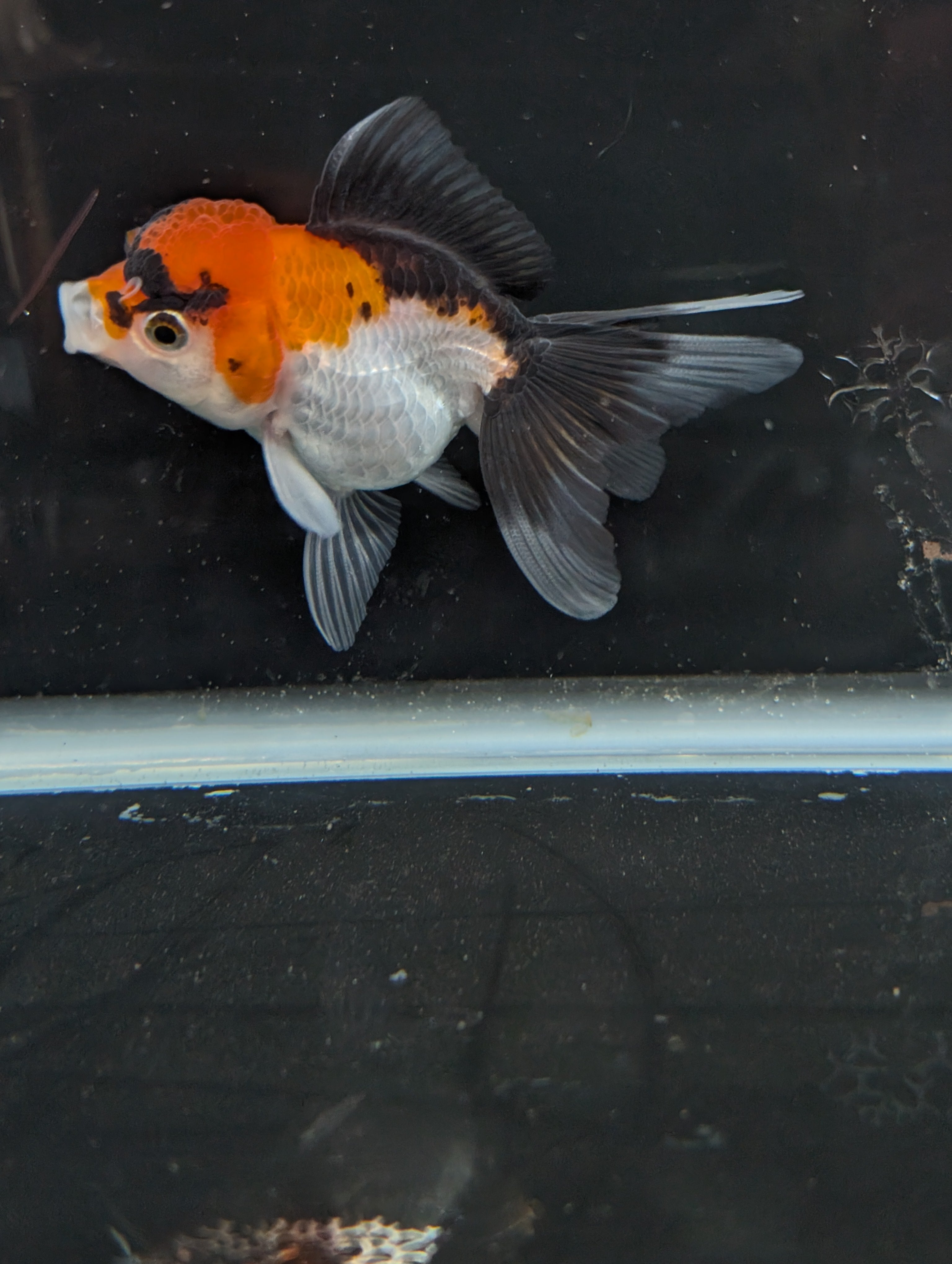 Juvenile Oranda Tricolor 3.5"-4" in.  ID#410T8A-017