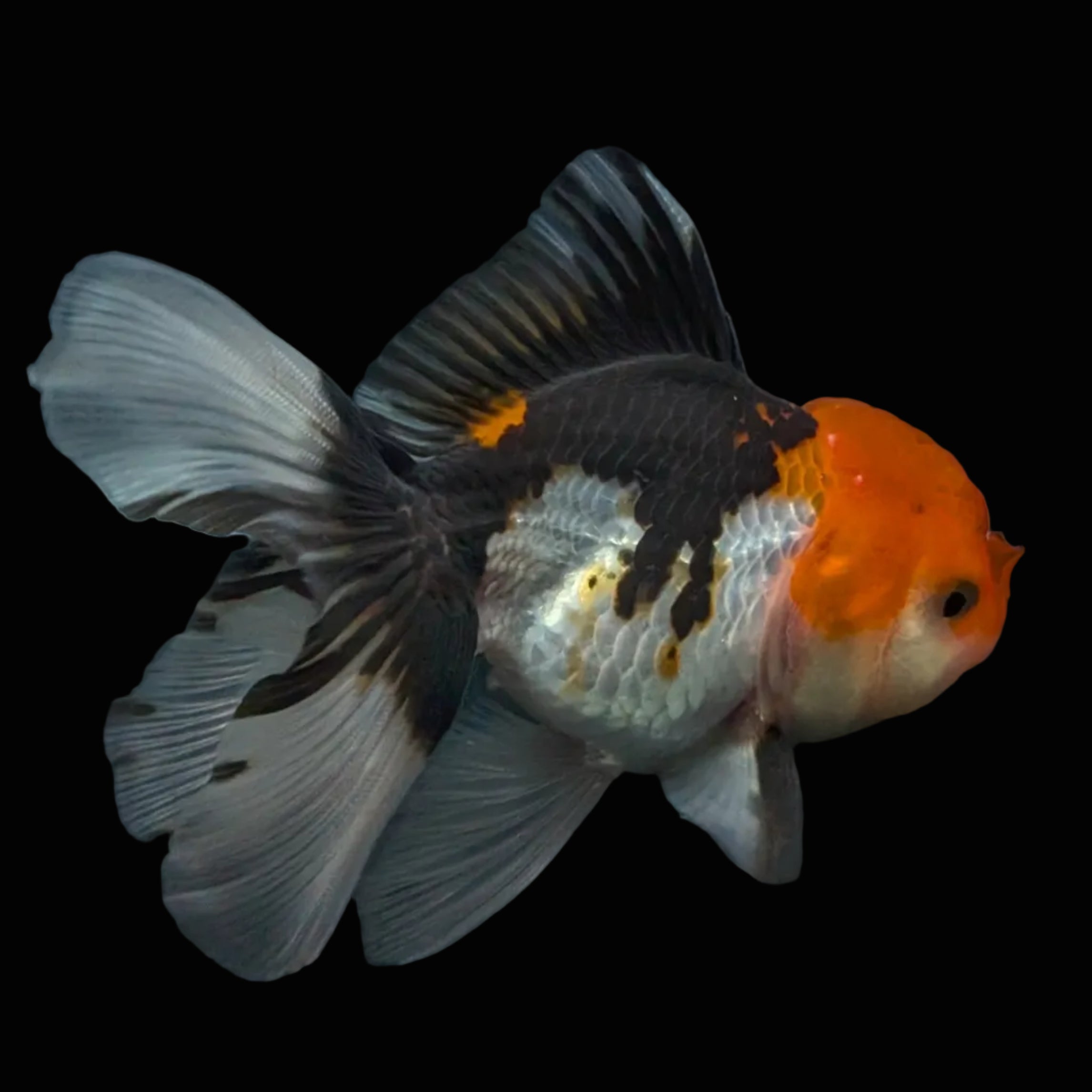 Thai Juvenile Oranda Tricolor 3.5"-4"in.  ID#731T1A-055