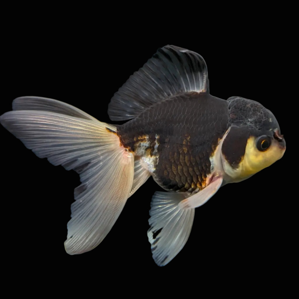 Thai Juvenile Oranda Panda 3.5"-4"in.  ID#724T1A-024