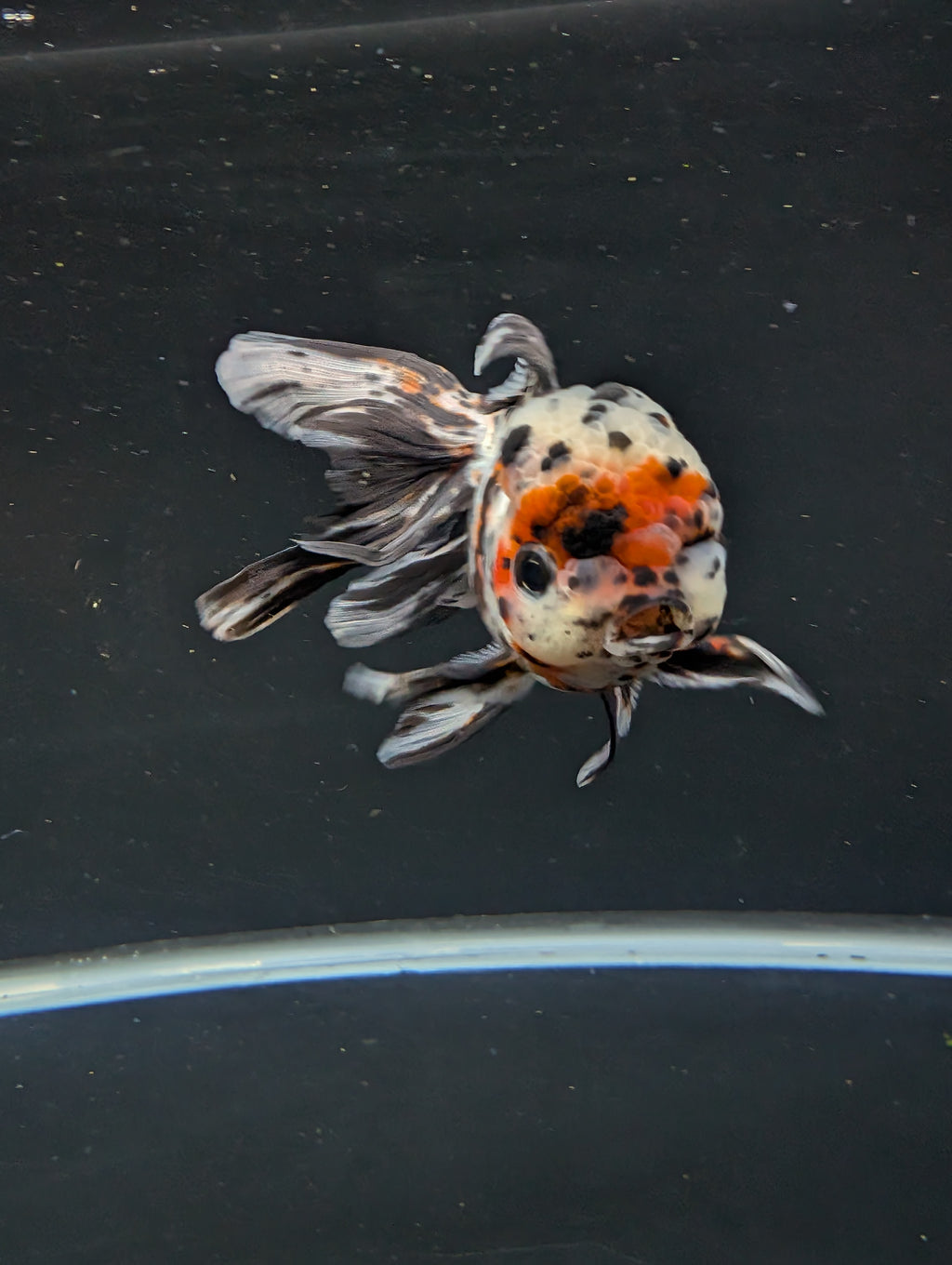 Calico Oranda 5"in. ID#821LB2A-63