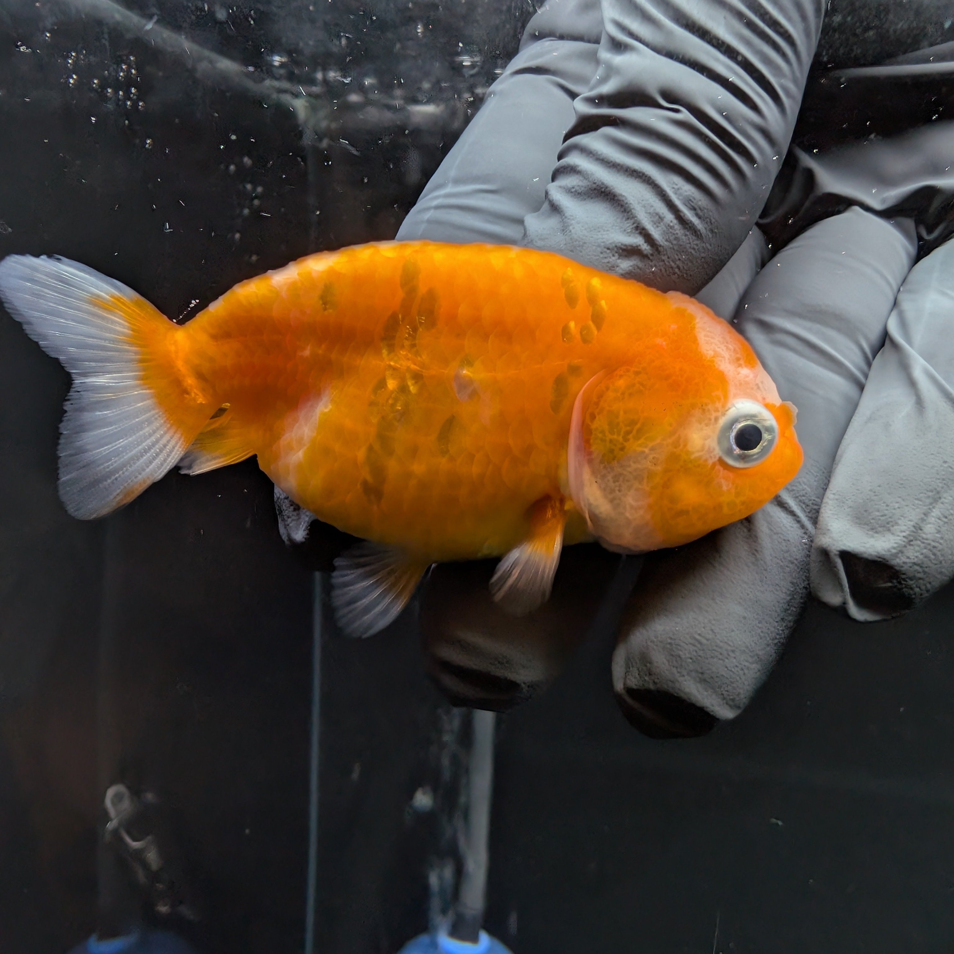Baby Ranchu Sakura 2.5"-3" in. ID#515R4A-005