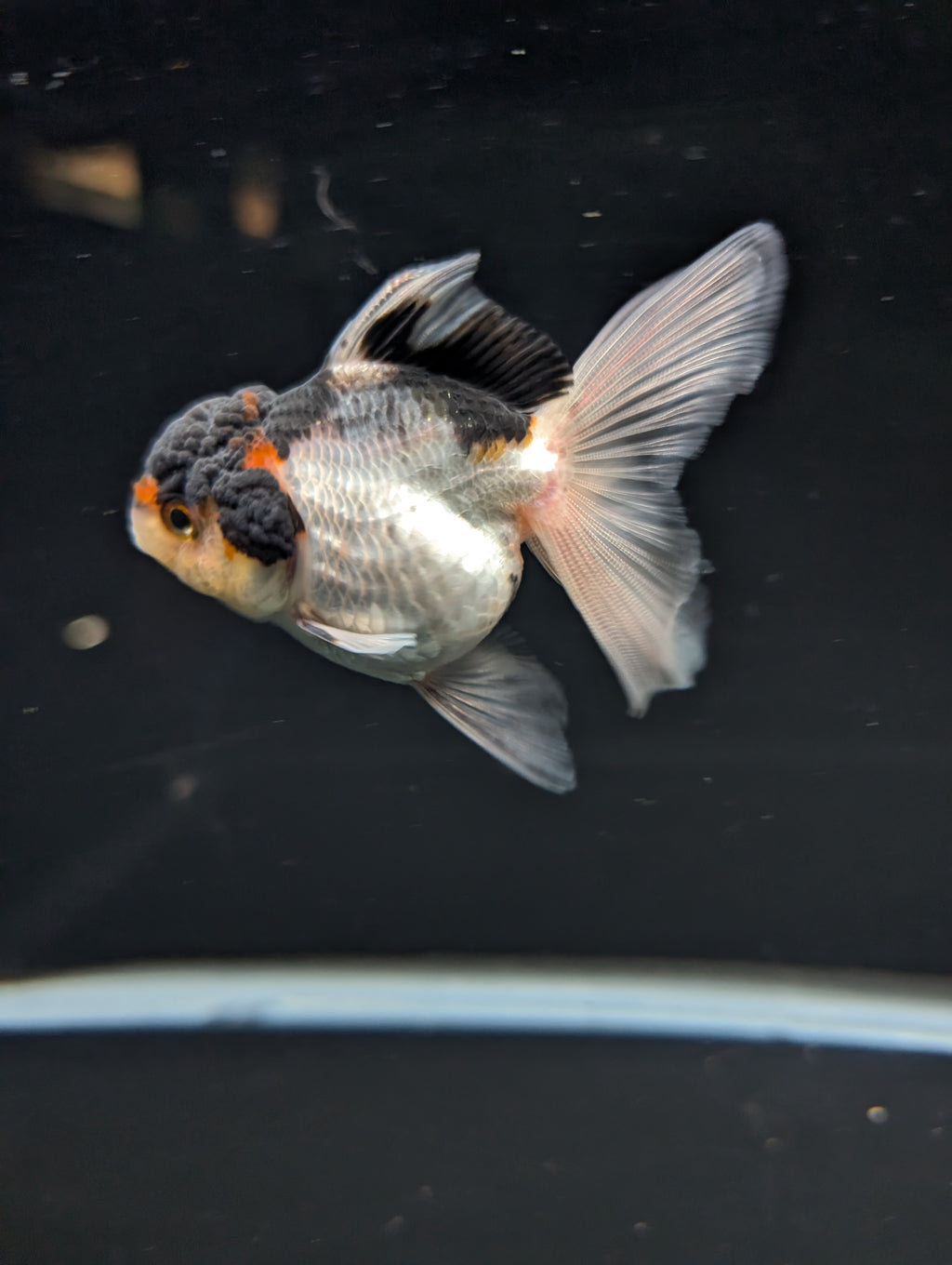 Thai Juvenile Oranda Tricolor 3"-3.5" in.  ID#717T1A-003