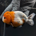 Jumbo Ranchu Calico 4"-4.5" in. ID#5153B-014