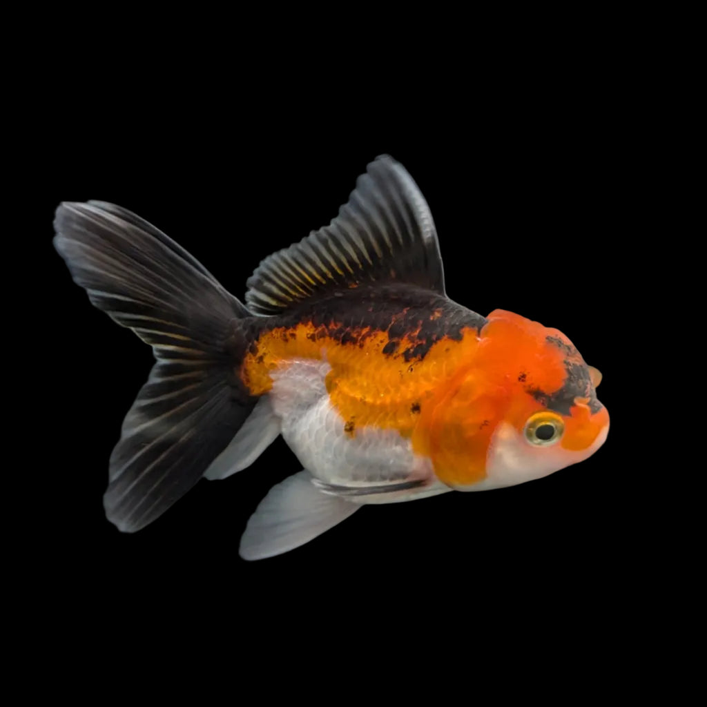 Juvenile Oranda Tricolor 3.5"-4" in.  ID#320T13b-009