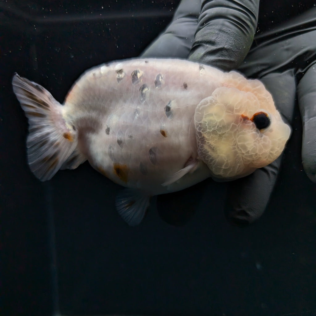 Jumbo Ranchu Calico 3.5"- 4" in. ID#710R8A-024
