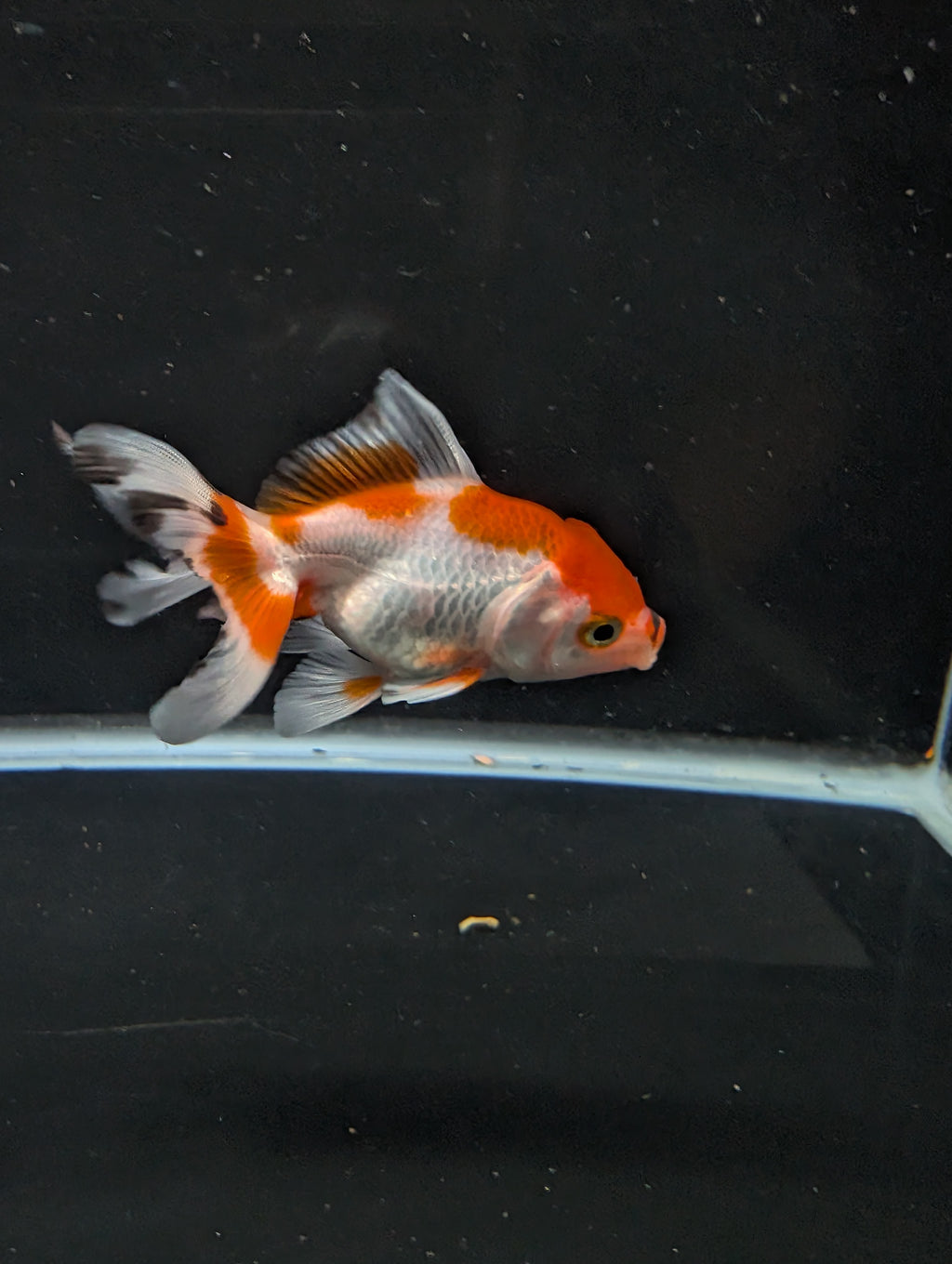 Juvenile Oranda  Red White 3"-3.5"in.  ID#619T1A-018