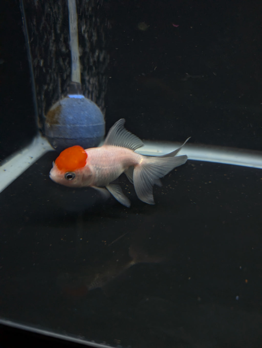 Juvenile Oranda  Red Cap 3"-3.5"in.  ID#619T1A-020