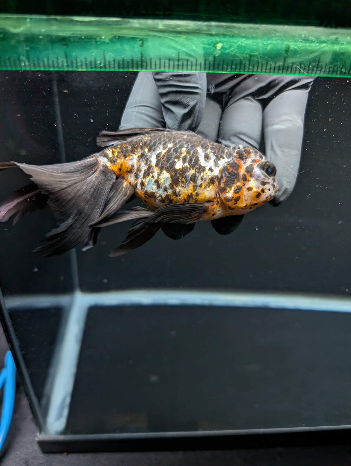 Calico Oranda 4.5"-5"in. ID#911LB2A-001