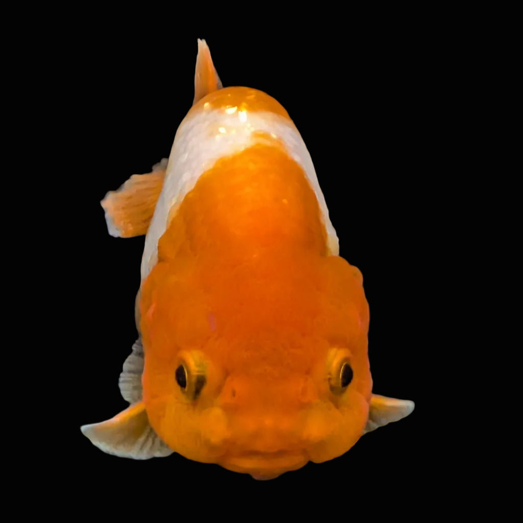 Ranchu Red White 4"-4.5"in. ID#821R4A-057