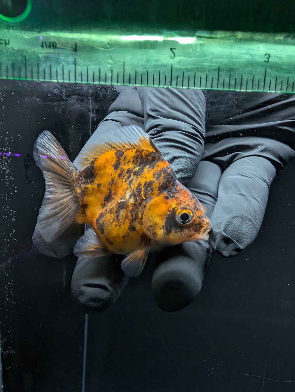 Baby Thai Shogun Oranda Tiger Calico 2"-2.5" in. ID#1016BSG11A-005