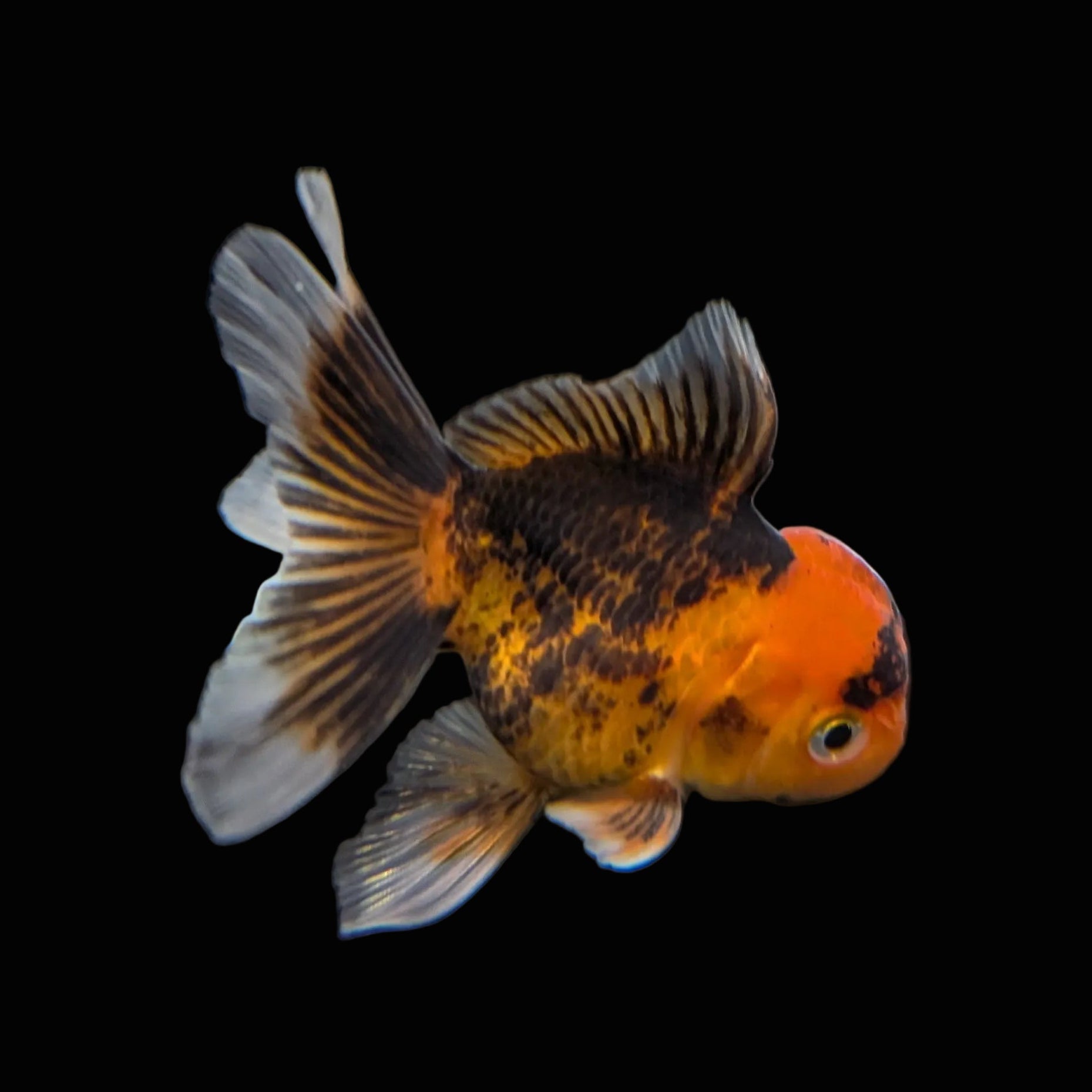 Juvenile Oranda Tricolor 3.5"-4" in.  ID#320T13b-018