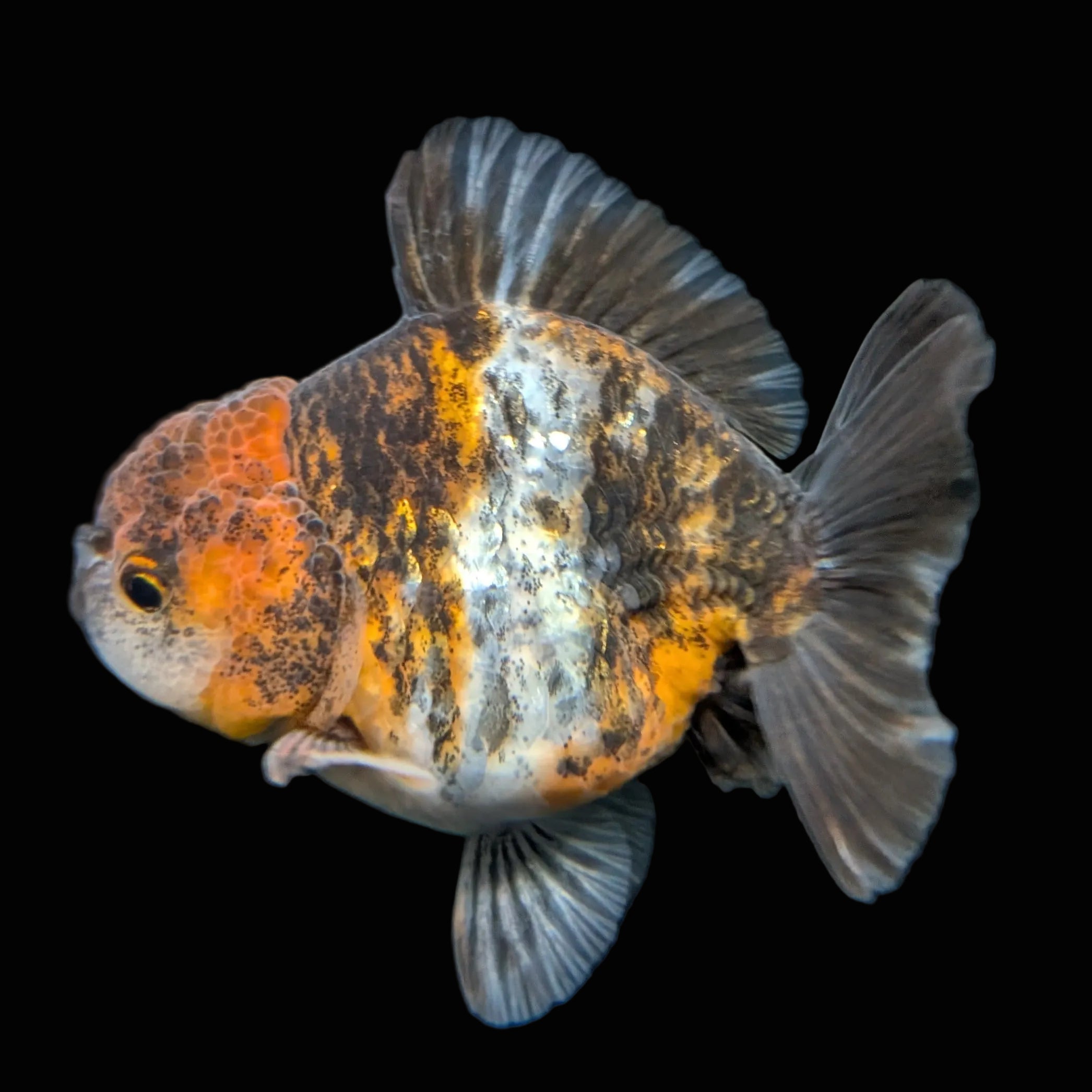 Thai Oranda Shogun Calico 4" in. ID#703SG7A-008