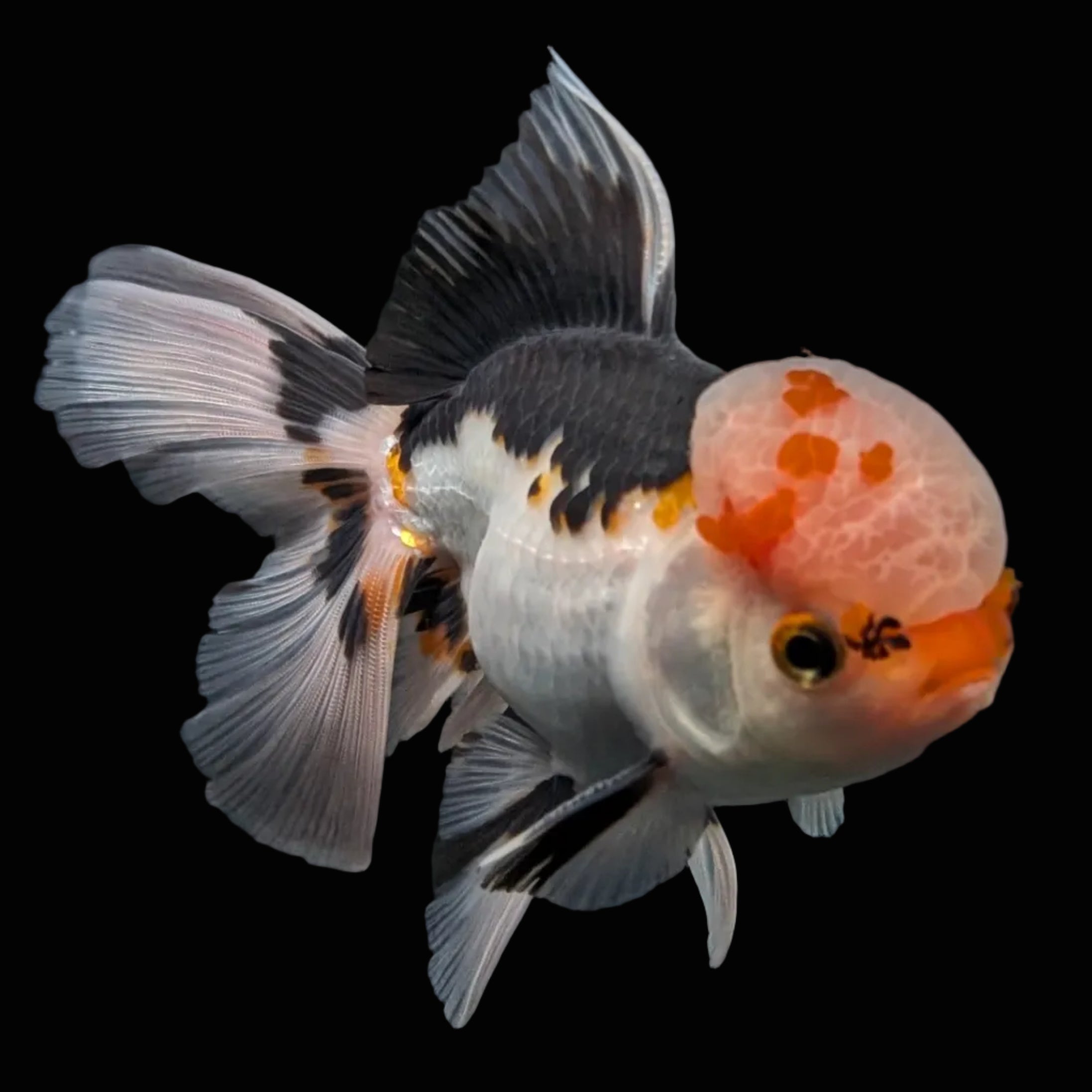 Thai Oranda Tricolor  4.5"-5"  ID#718T5B-003