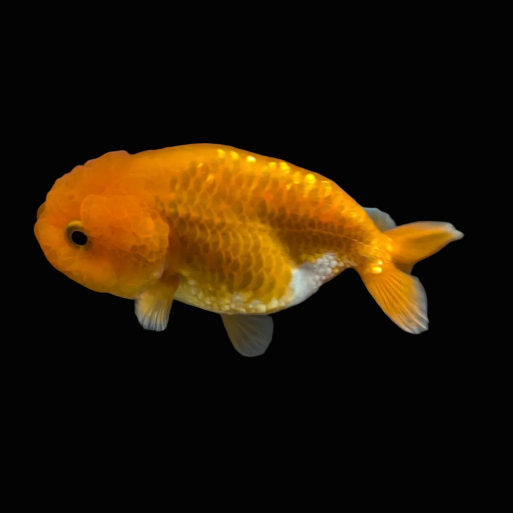 Ranchu Red White 3"-3.5" in. ID#417R13A-005