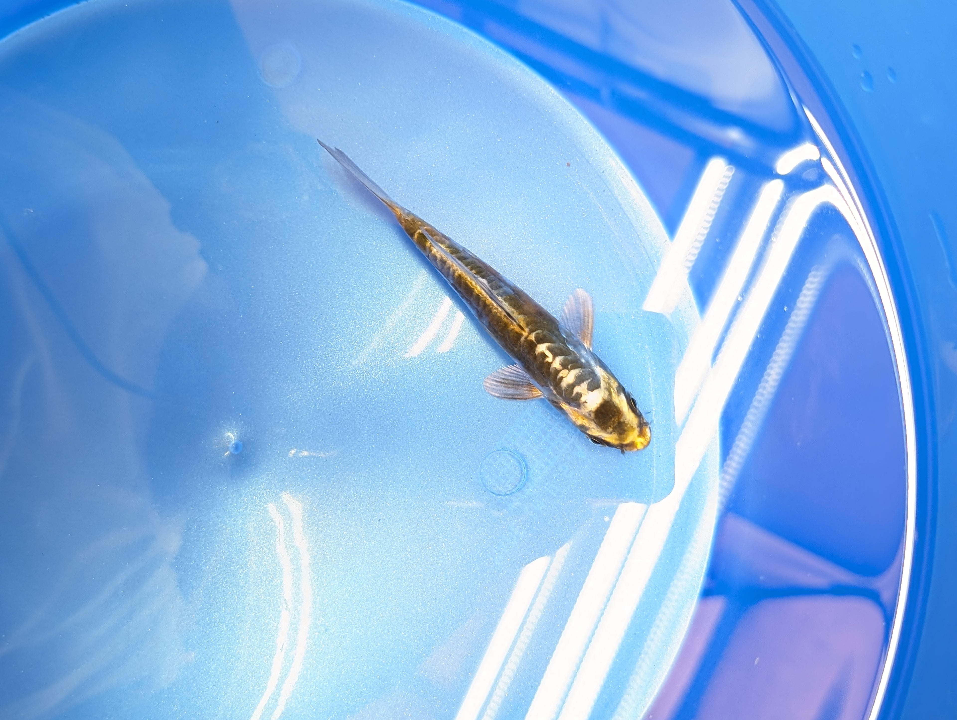 Kin Kikokuryu Koi  4"in. ID#806BFK-025