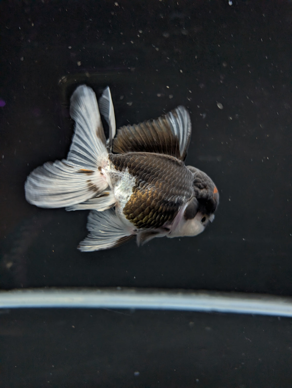 Thai Oranda Panda 4"-4.5"in.  ID#1023T1A-024