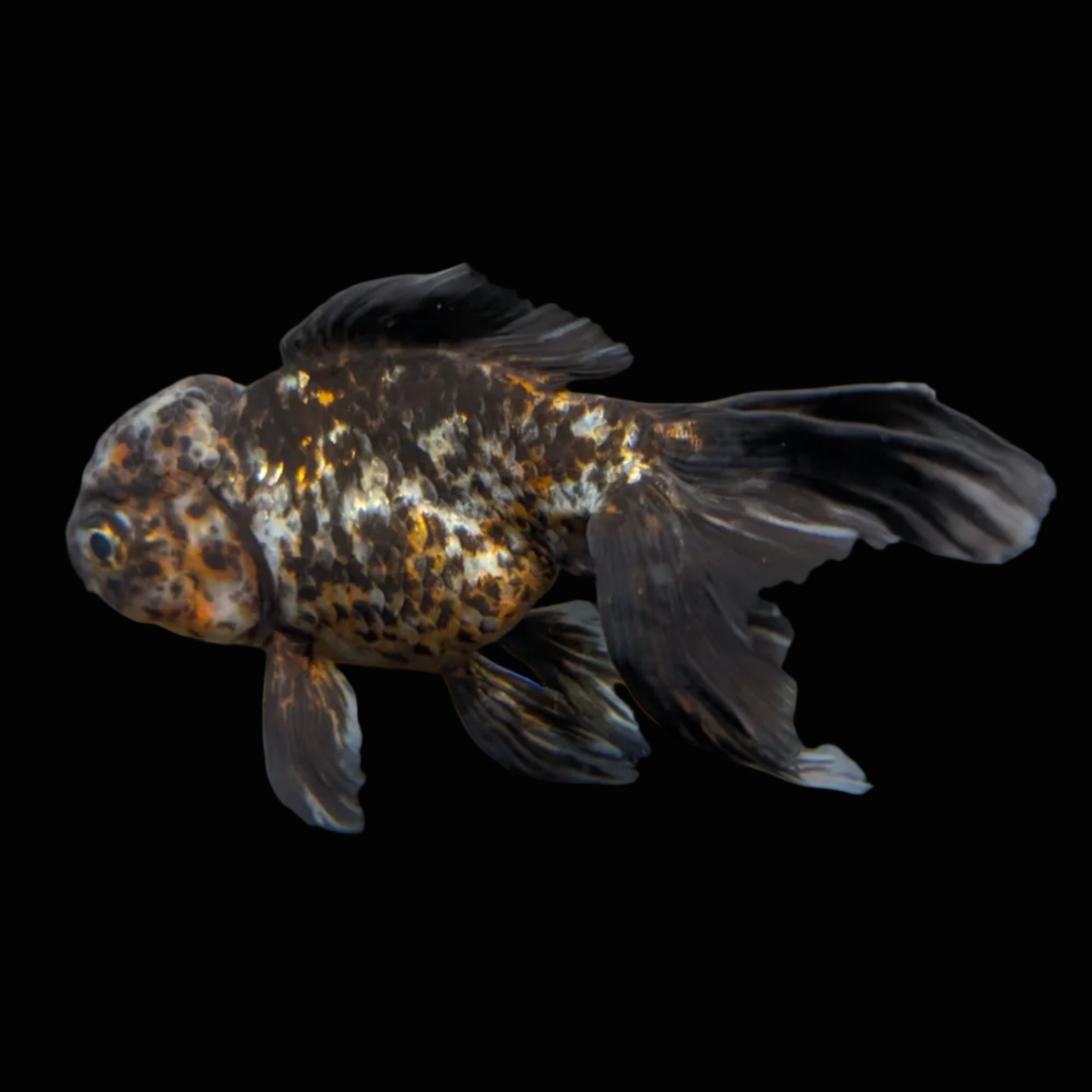 Calico Oranda 5.5"- 6"in. ID#821LB2A-64