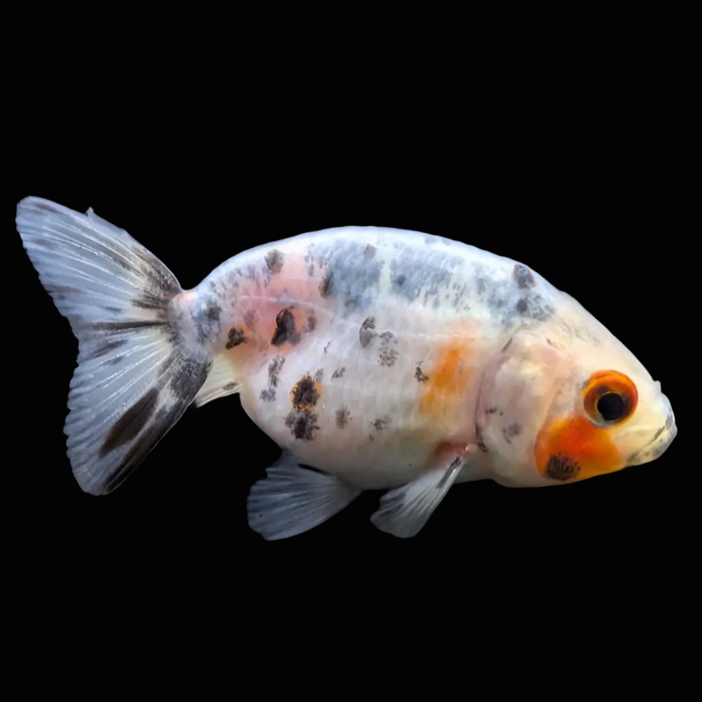 Baby Ranchu  Calico 2"-2.5" in. ID#508R3A-020