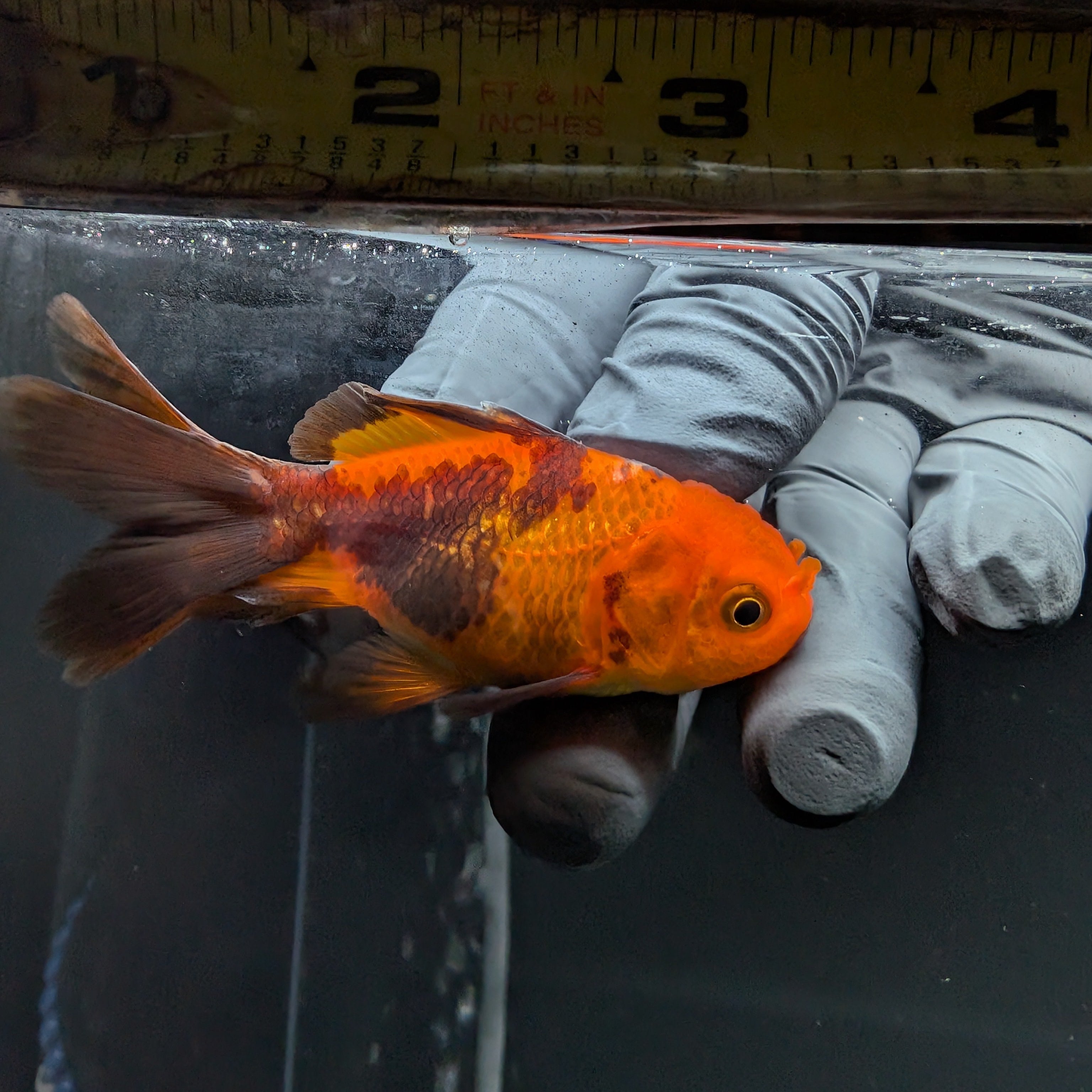 Juvenile Oranda Red Black 3"-3.5"in.  ID#515T2A-008