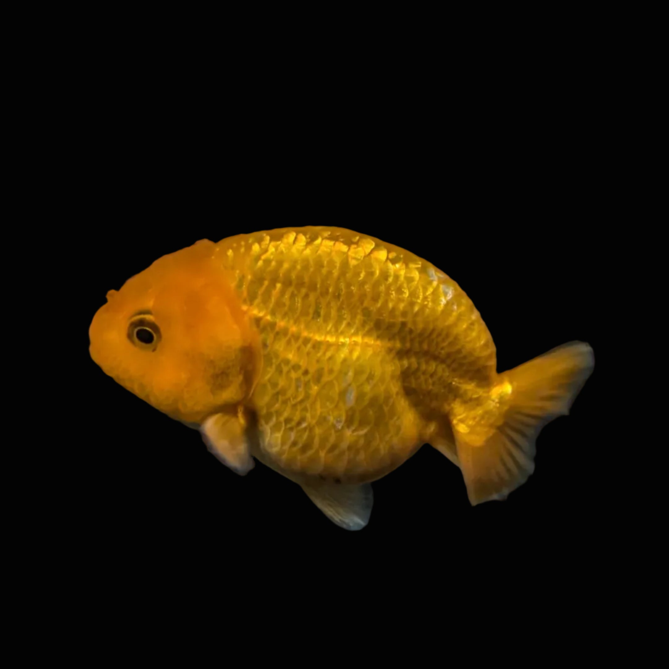 Ranchu Red White 3"-3.5" in. ID#403R7A-012