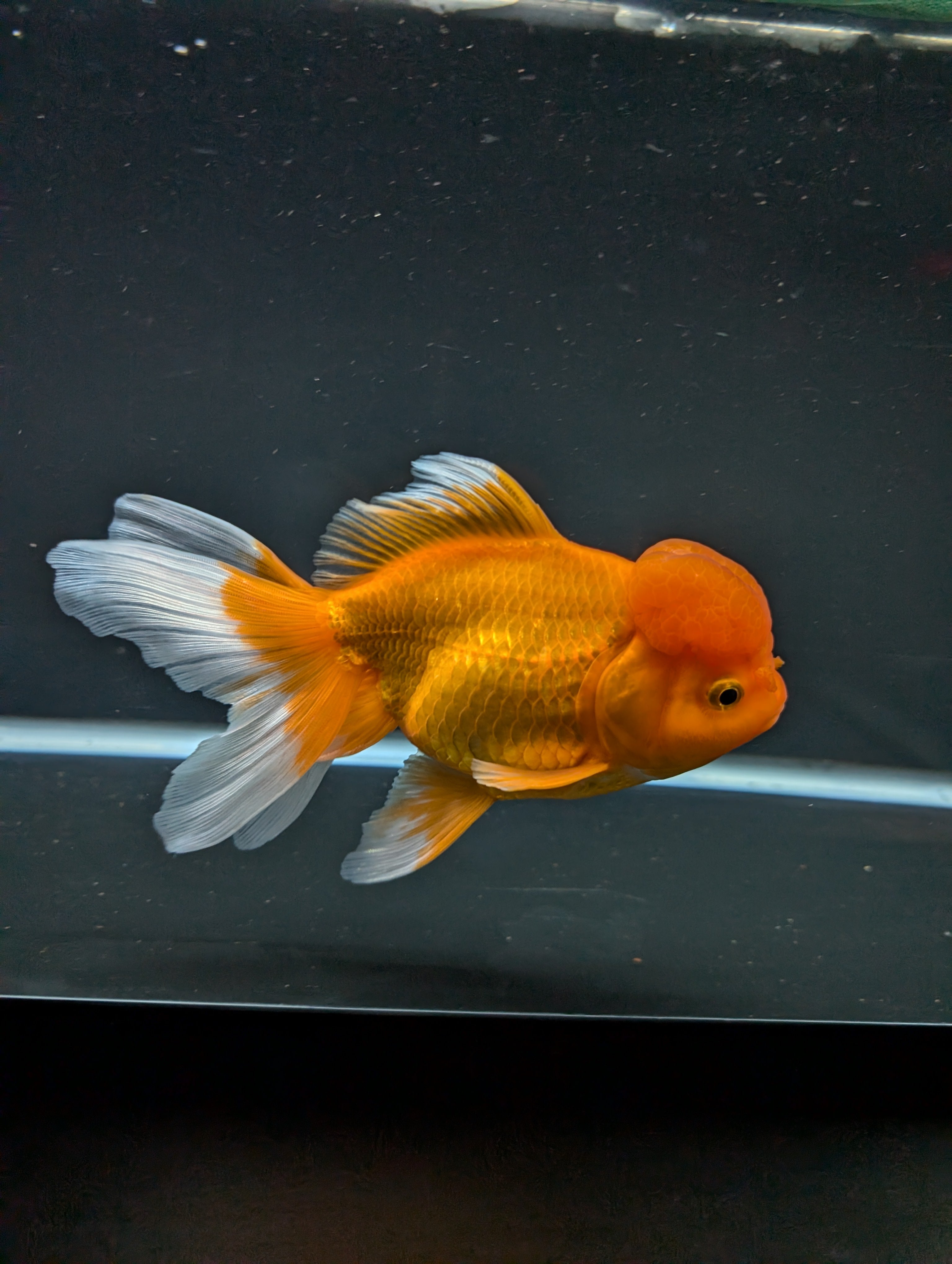 Jumbo Oranda Red White 6.5"-7"in.  ID#522T4B-002