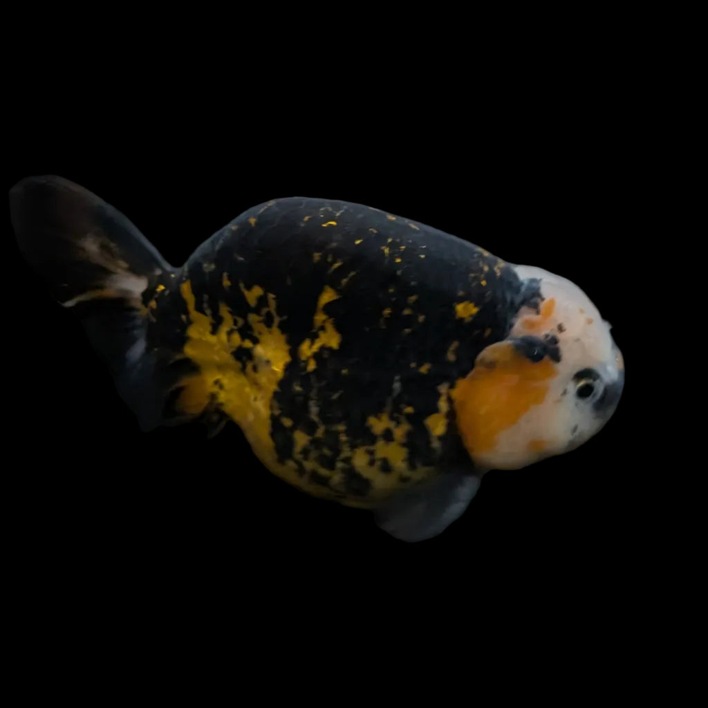 Jumbo Ranchu AA Grade *Special Color Calico 5" in. ID#116R4B-07