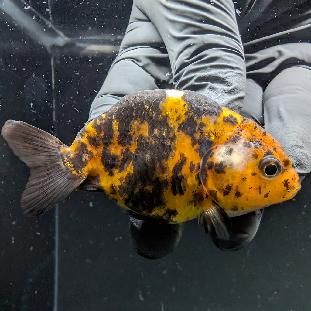 Ranchu Calico 2.5"-3" in. ID#724R4A-033
