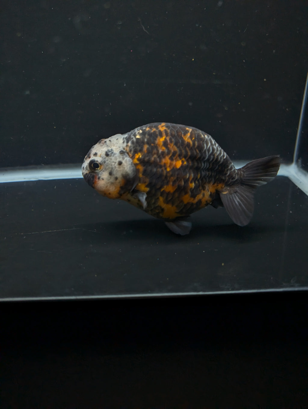Jumbo Ranchu Kirin Calico 4"-4.5" in. ID#918R8A-074
