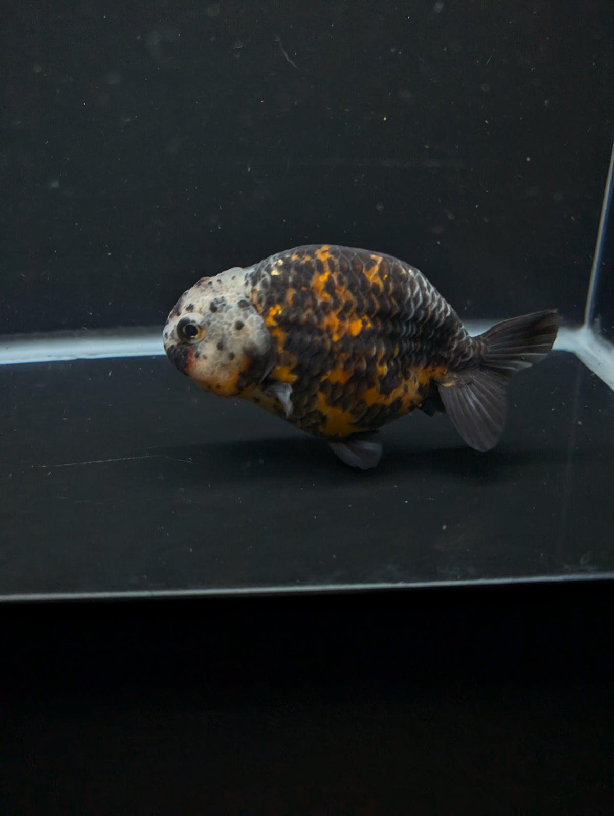 Jumbo Ranchu Kirin Calico 4"-4.5" in. ID#918R8A-074