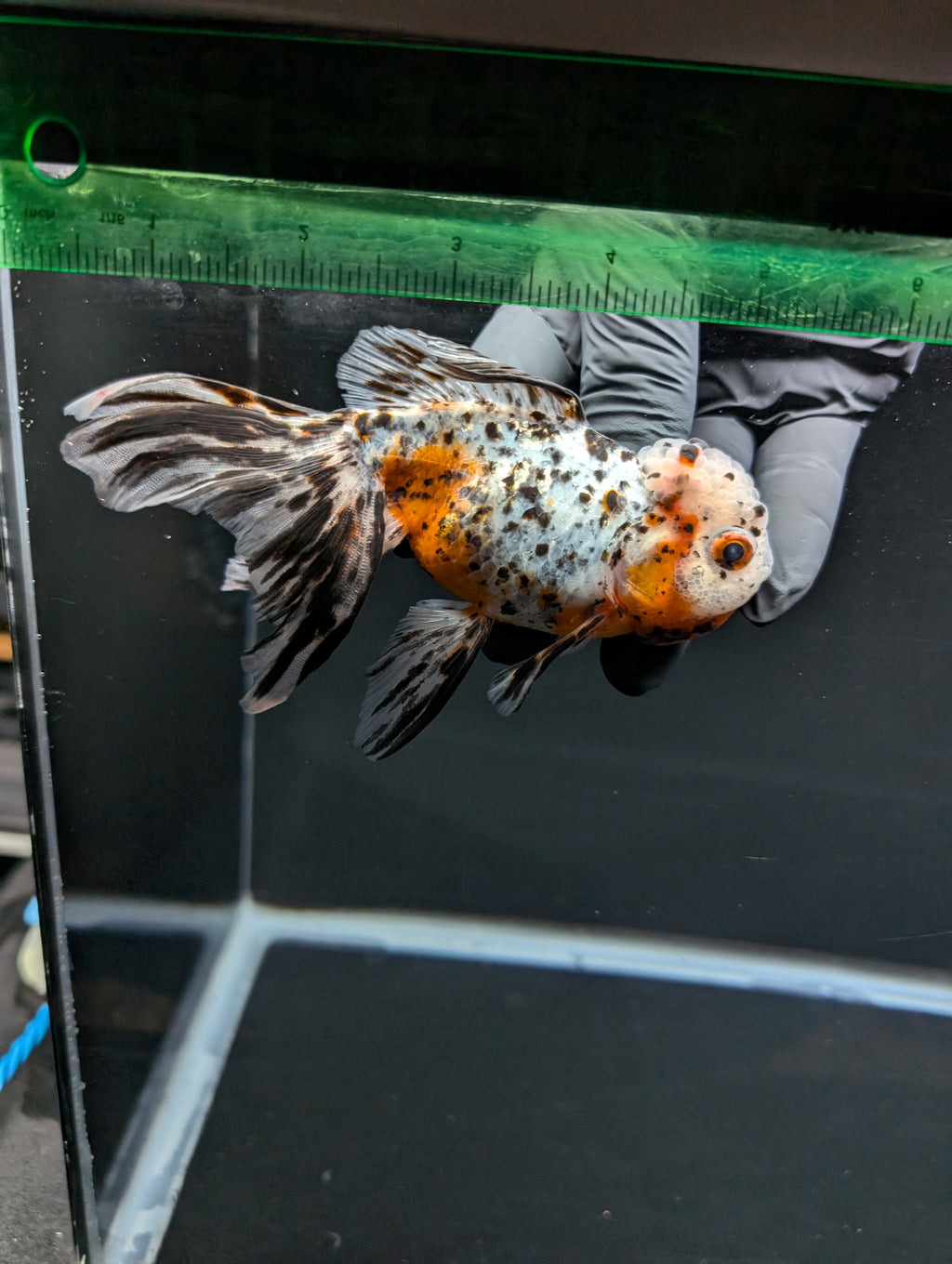 Calico Oranda 4.5"-5"in. ID#814LB2A-53