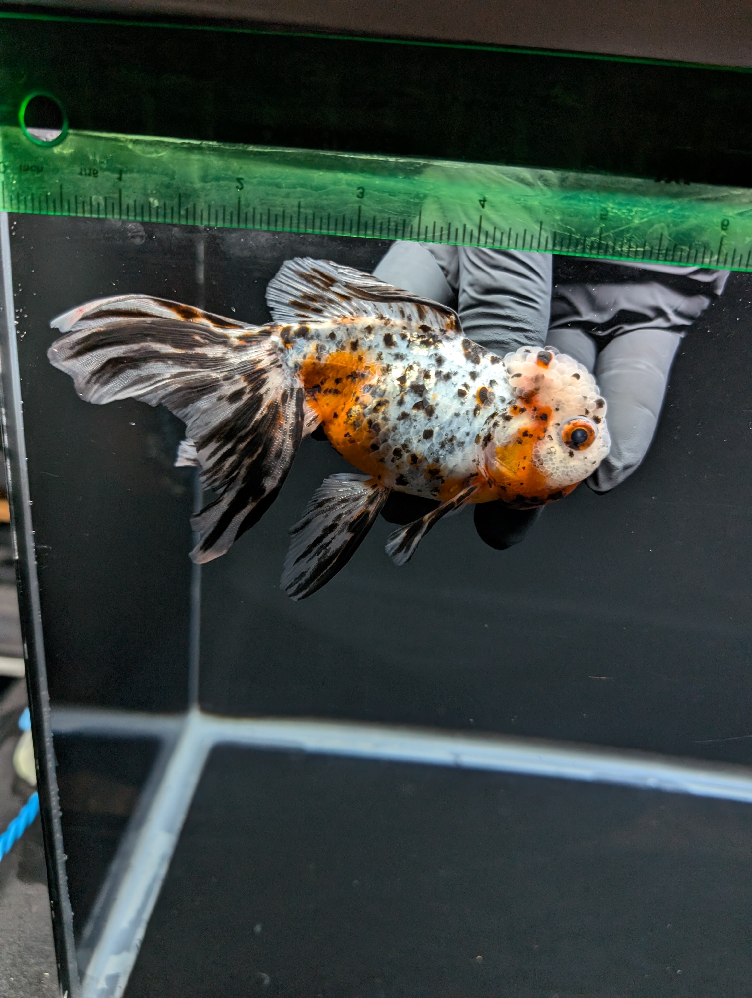 Calico Oranda 4.5"-5"in. ID#814LB2A-53