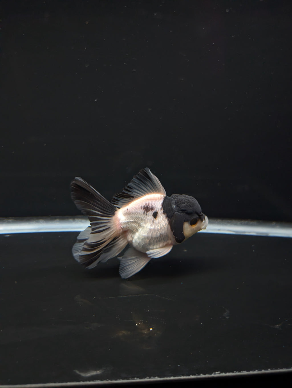 Thai Oranda Panda 4"-4.5"in.  ID#1023T1A-022