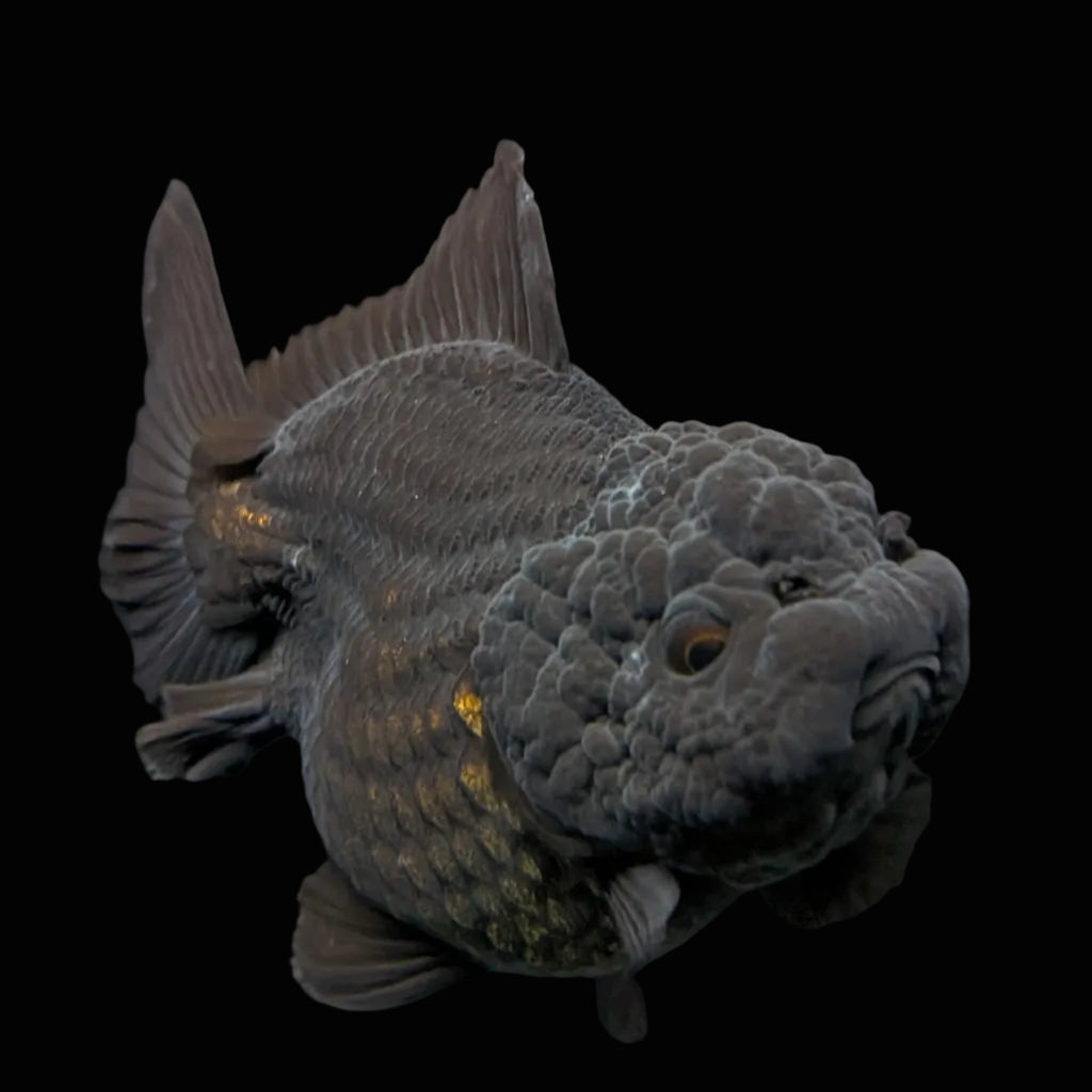 Thai Oranda Shogun Calico 4" in. ID#703SG7A-006 Please See Notes.