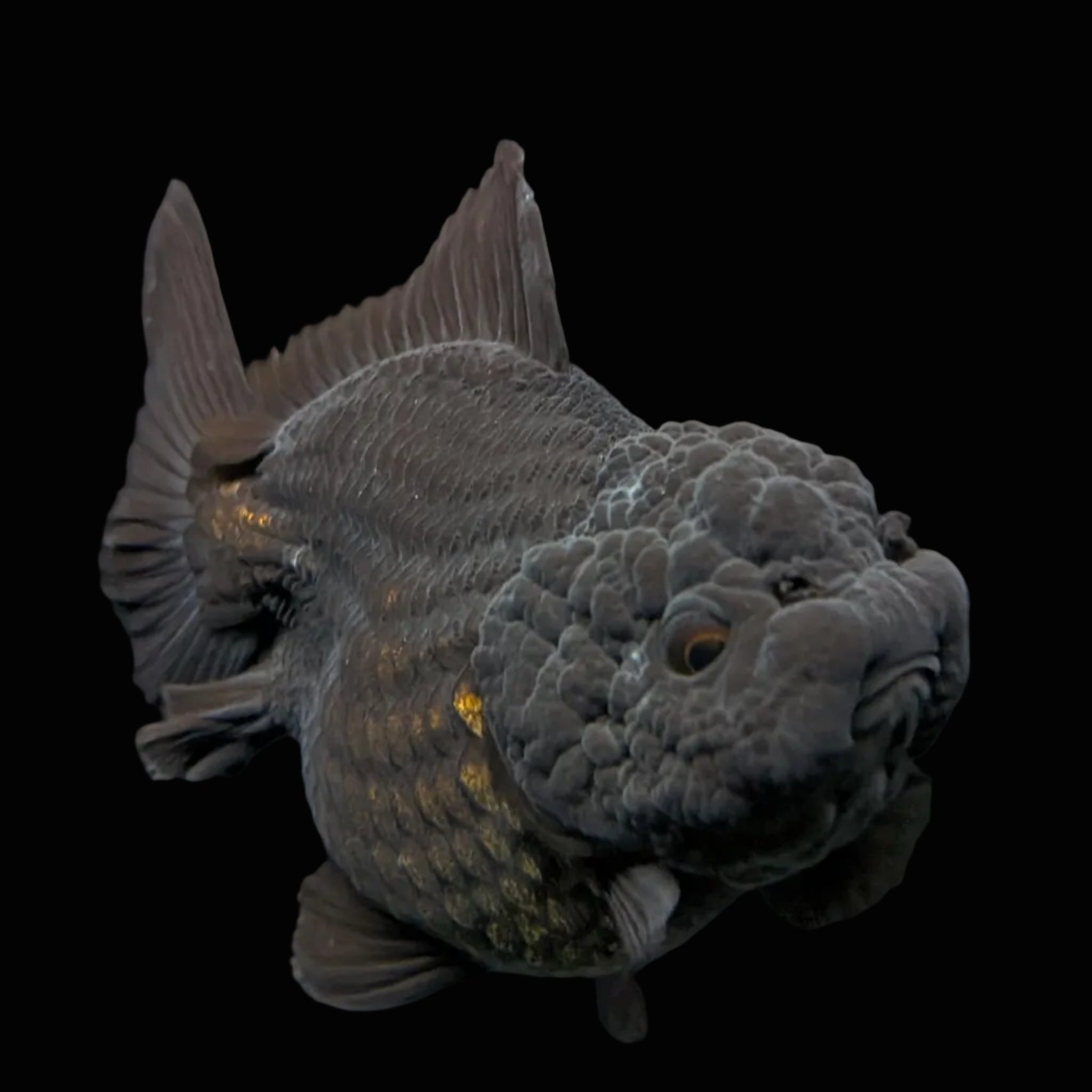 Thai Oranda Shogun Calico 4" in. ID#703SG7A-006 Please See Notes.