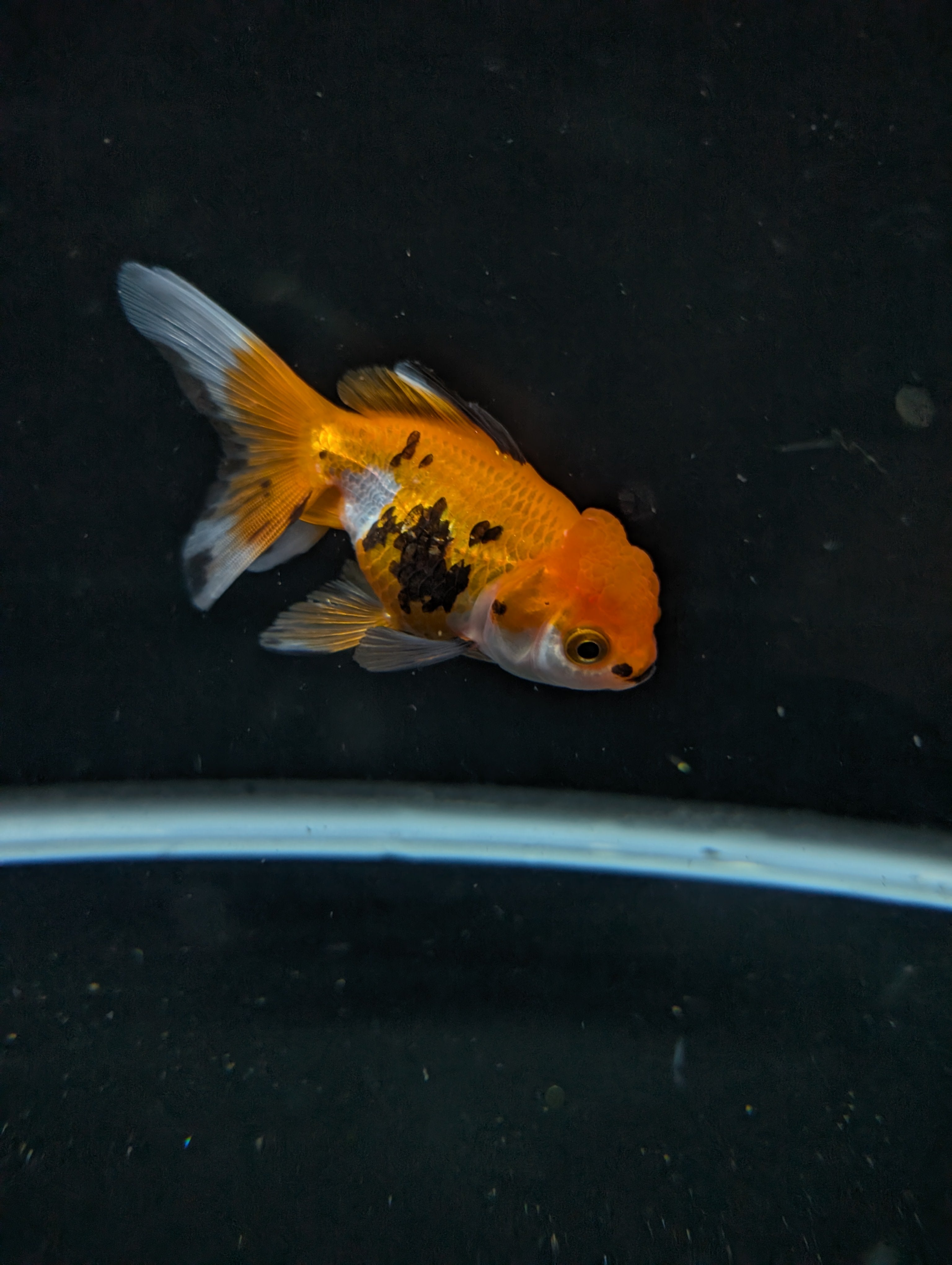 Juvenile Oranda  Tricolor 3"-3.5"in.  ID#619T1A-014