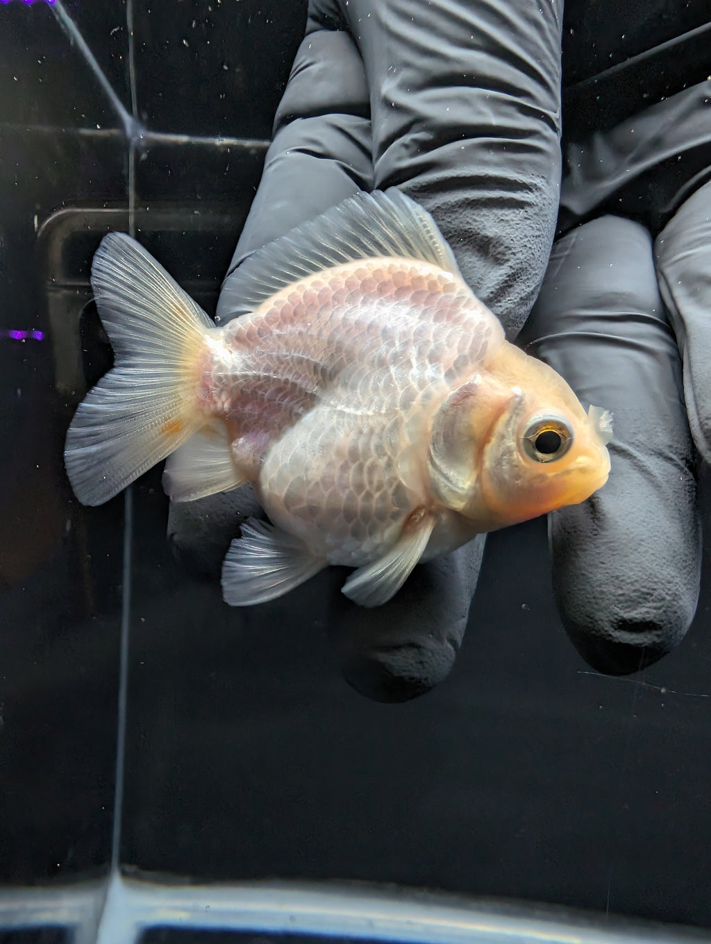 Baby Thai Shogun Oranda White 2"-2.5" in. ID#1016BSG11A-008