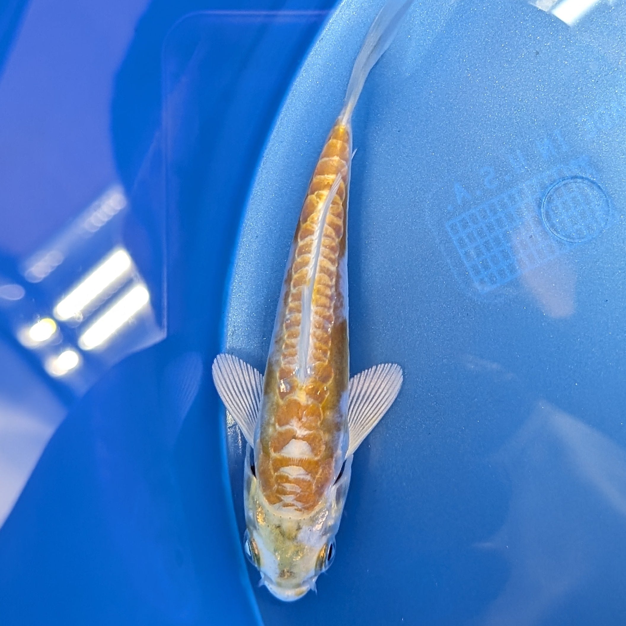 Doitsu Hariwake Koi  4"in. ID#806BFK-017